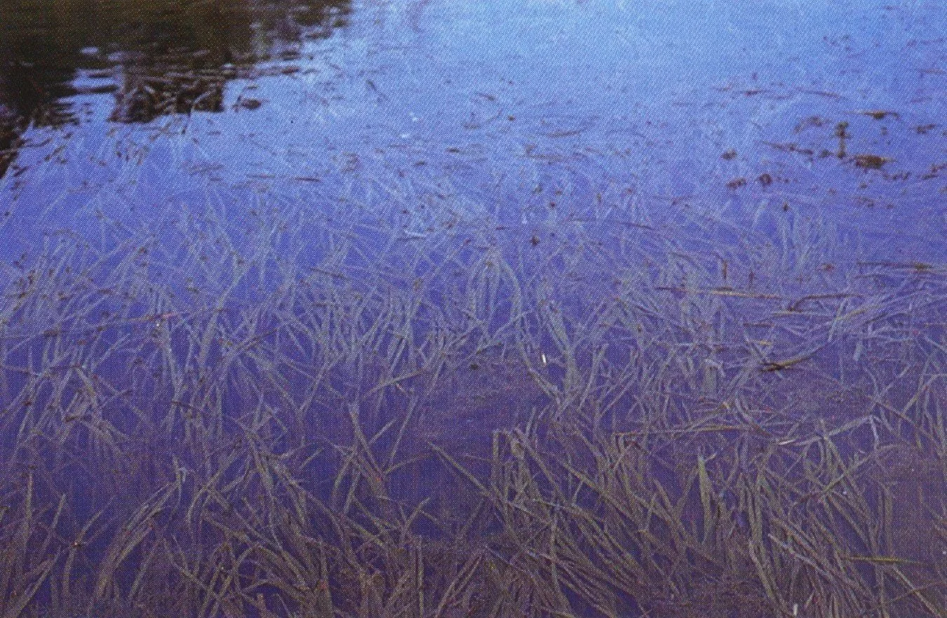 Eel Grass