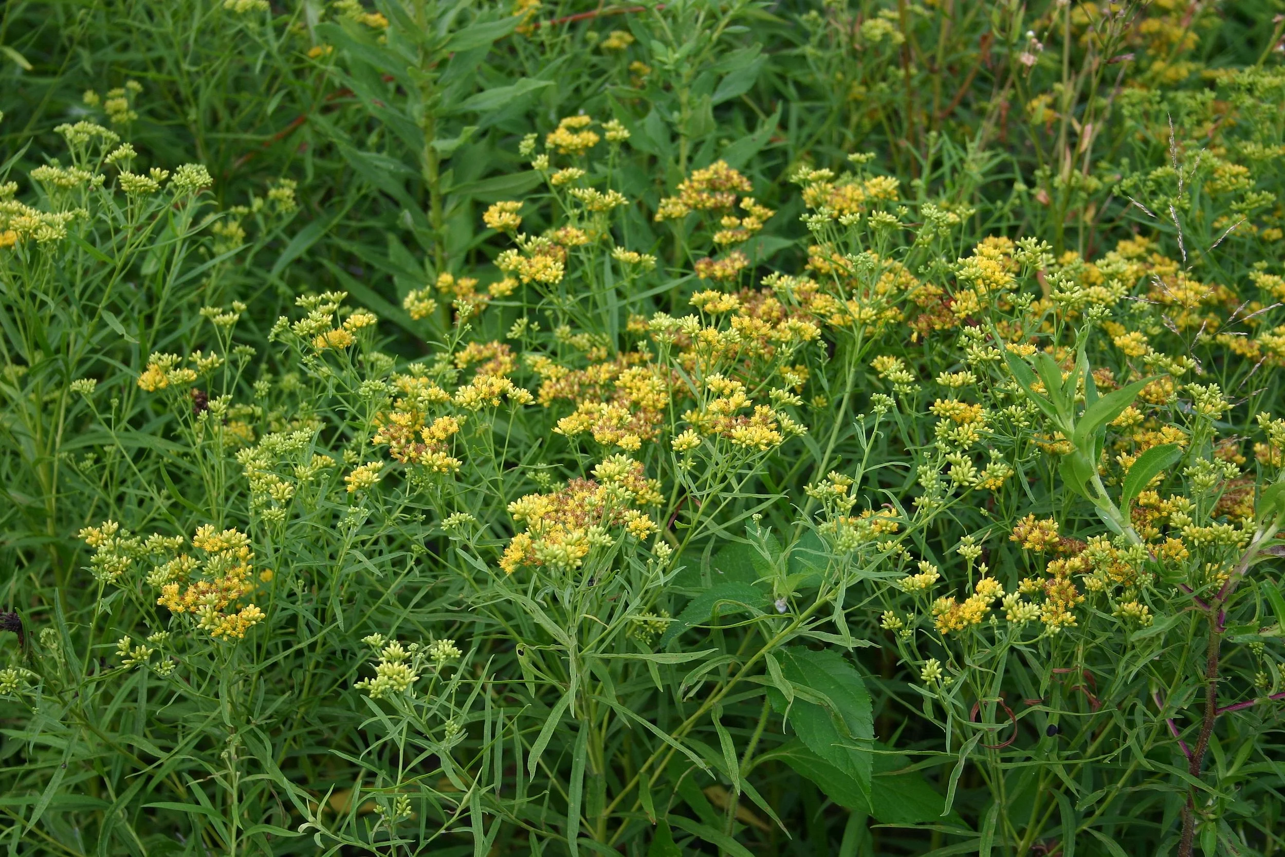 Grass-leaved goldenrod - Euthamia graminifolia