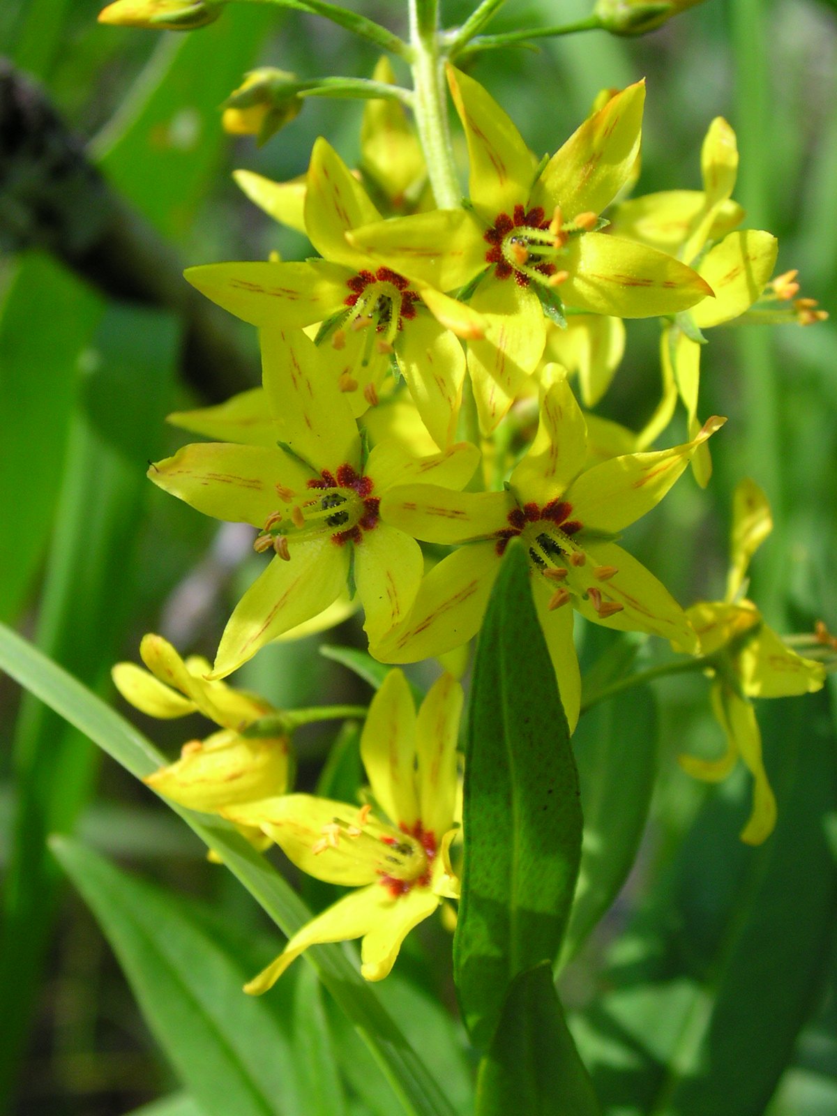 Swamp Candles - Lysimachia terrestis
