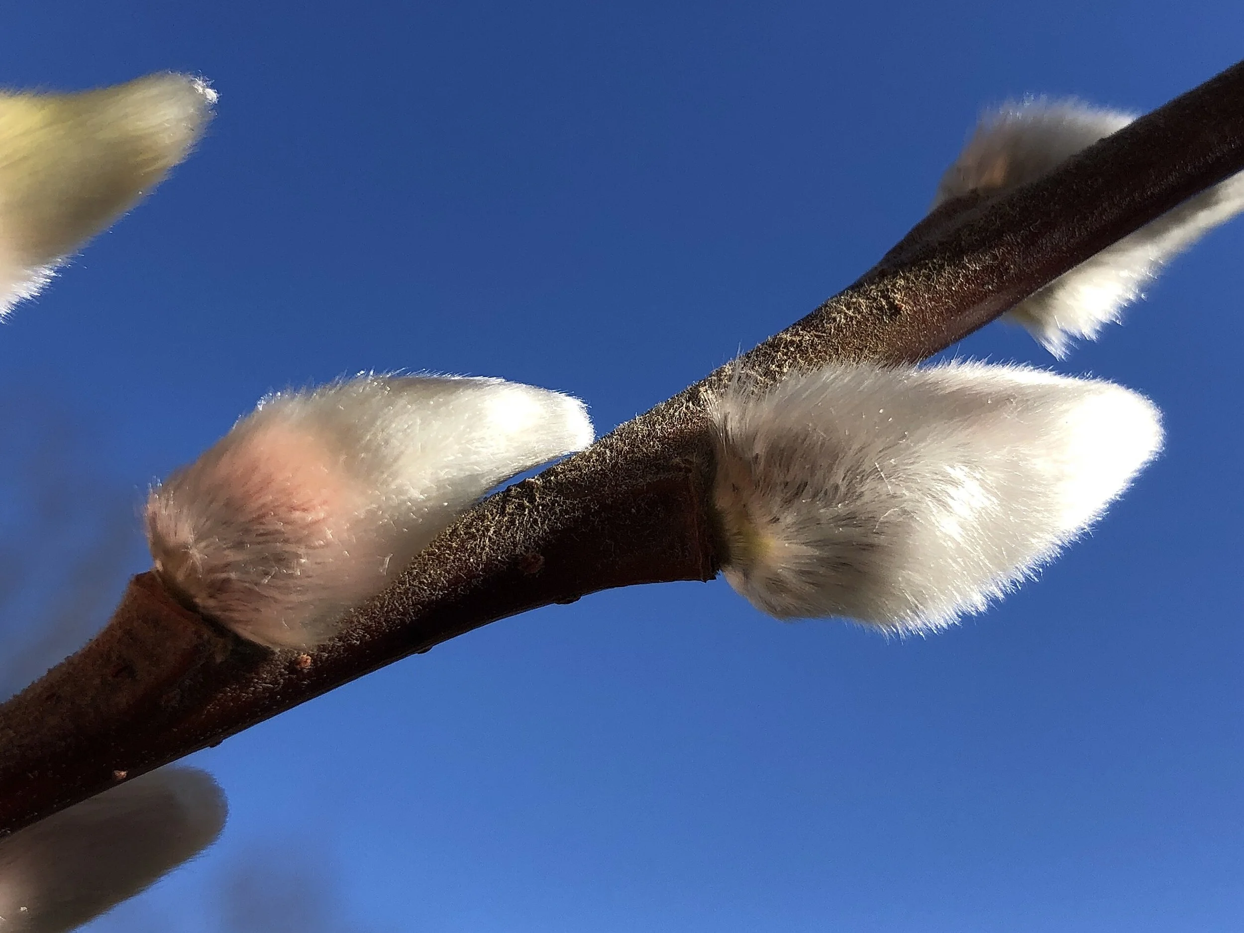 Pussy Willow - Salix discolor