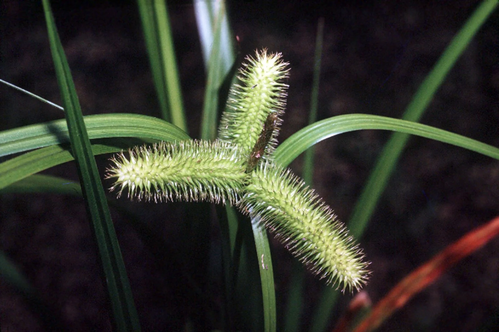 Bristly Sedge - Carex comosa