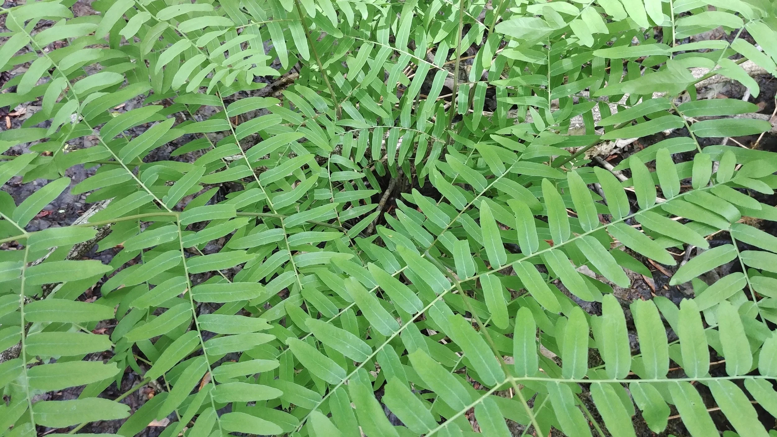 Royal Fern - Osmunda regalis var. spectabilis