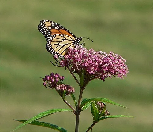 Swamp Milkweed - Asclepias incarnata