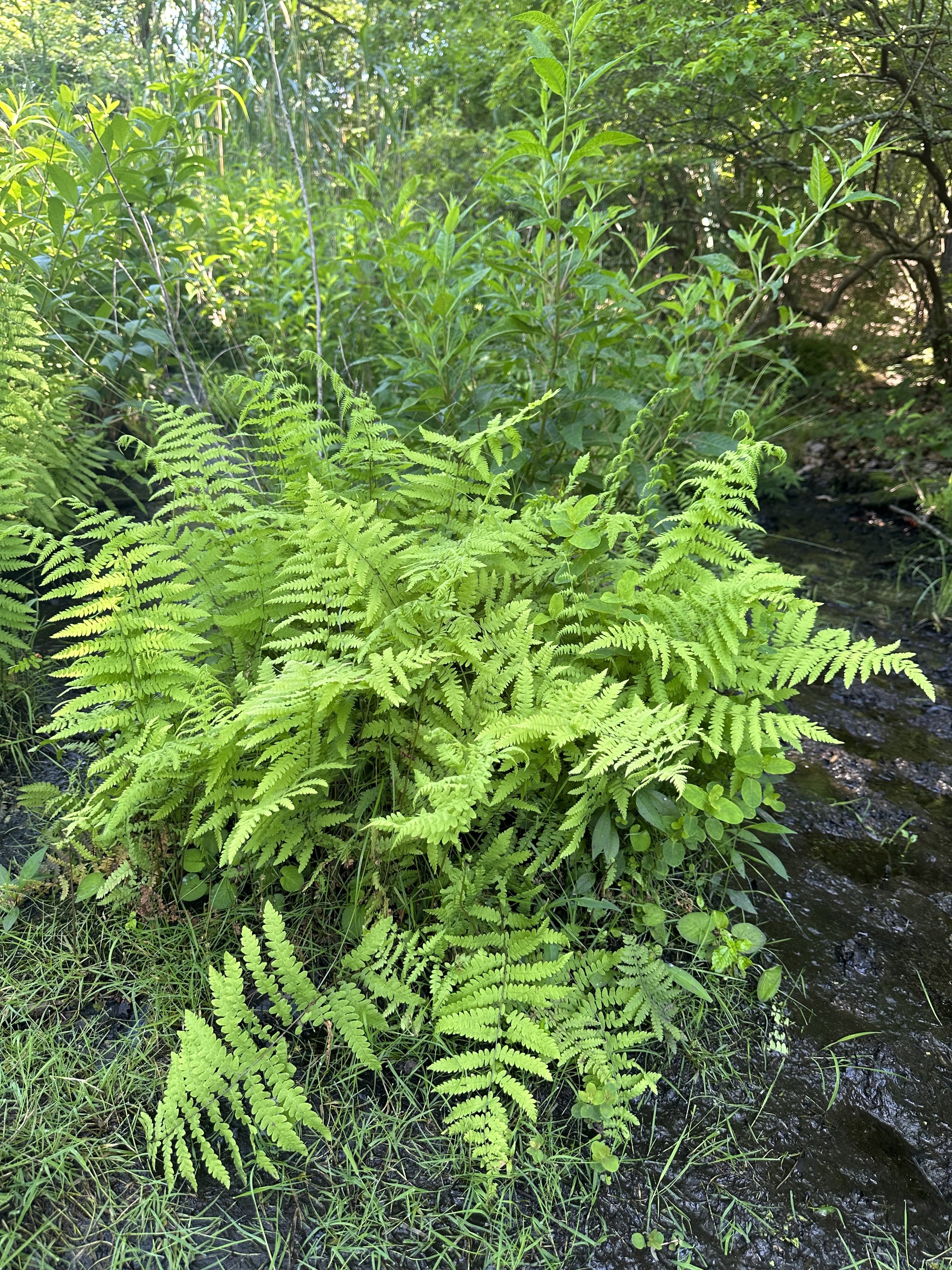 Eastern marsh fern - Dryopteris palustris