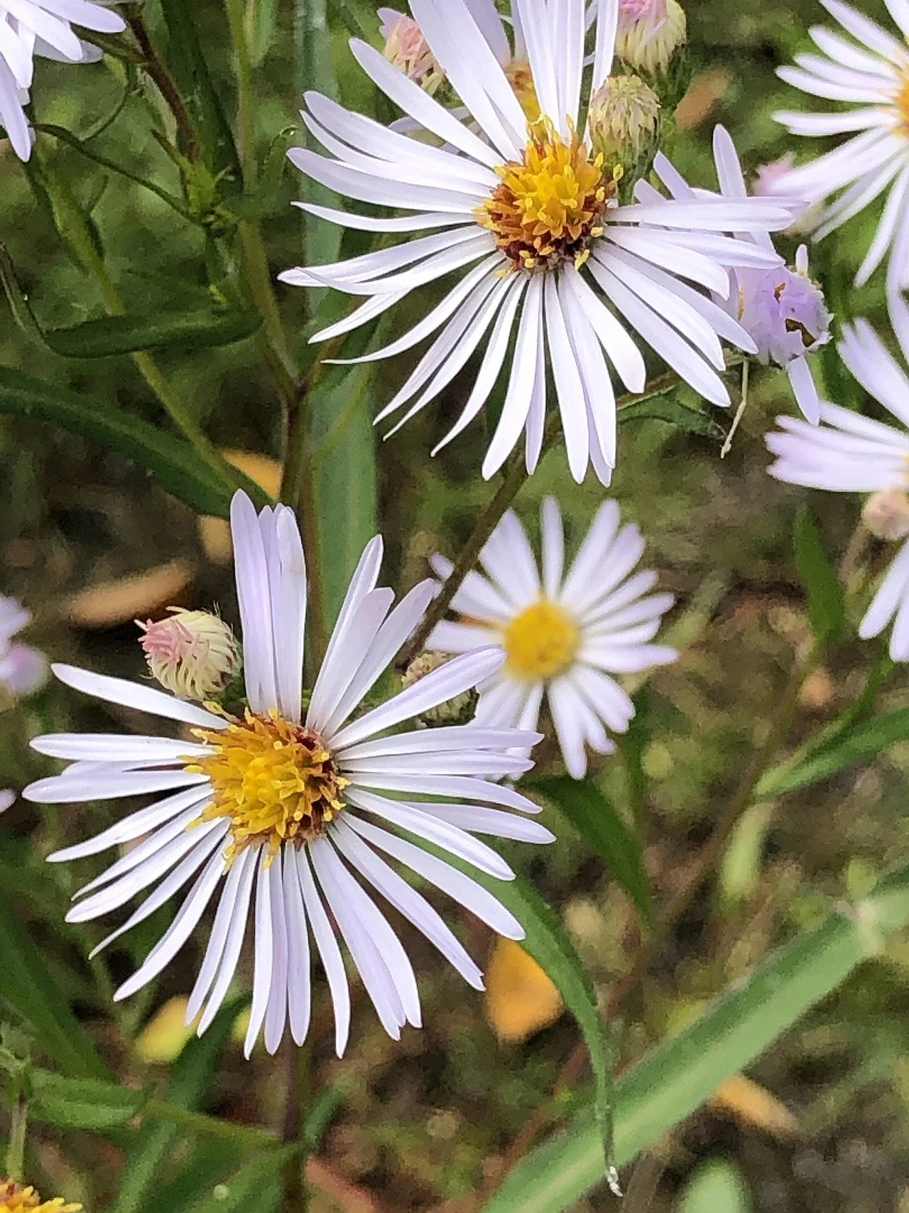 White-panicle aster - Symphyotrichum lanceolatum