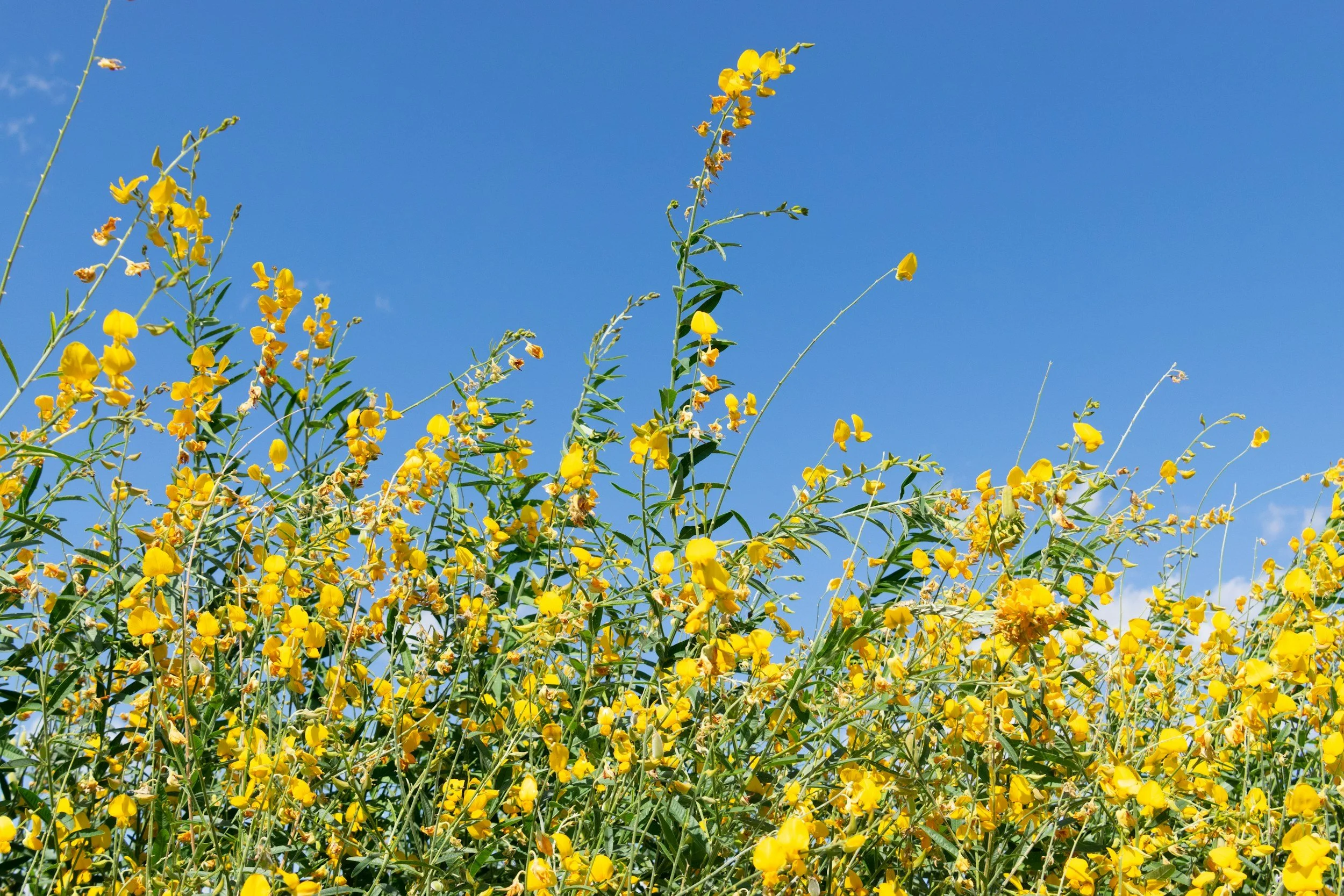 Yellow wildflowers blooming tall against a clear blue sky on a therapy website.