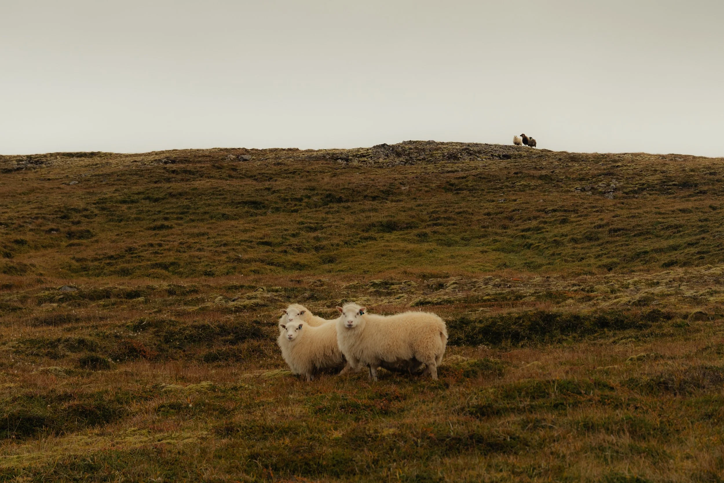 Chirag sadhnani - ICELAND - WILD CHILD STUDIOS-103.jpg