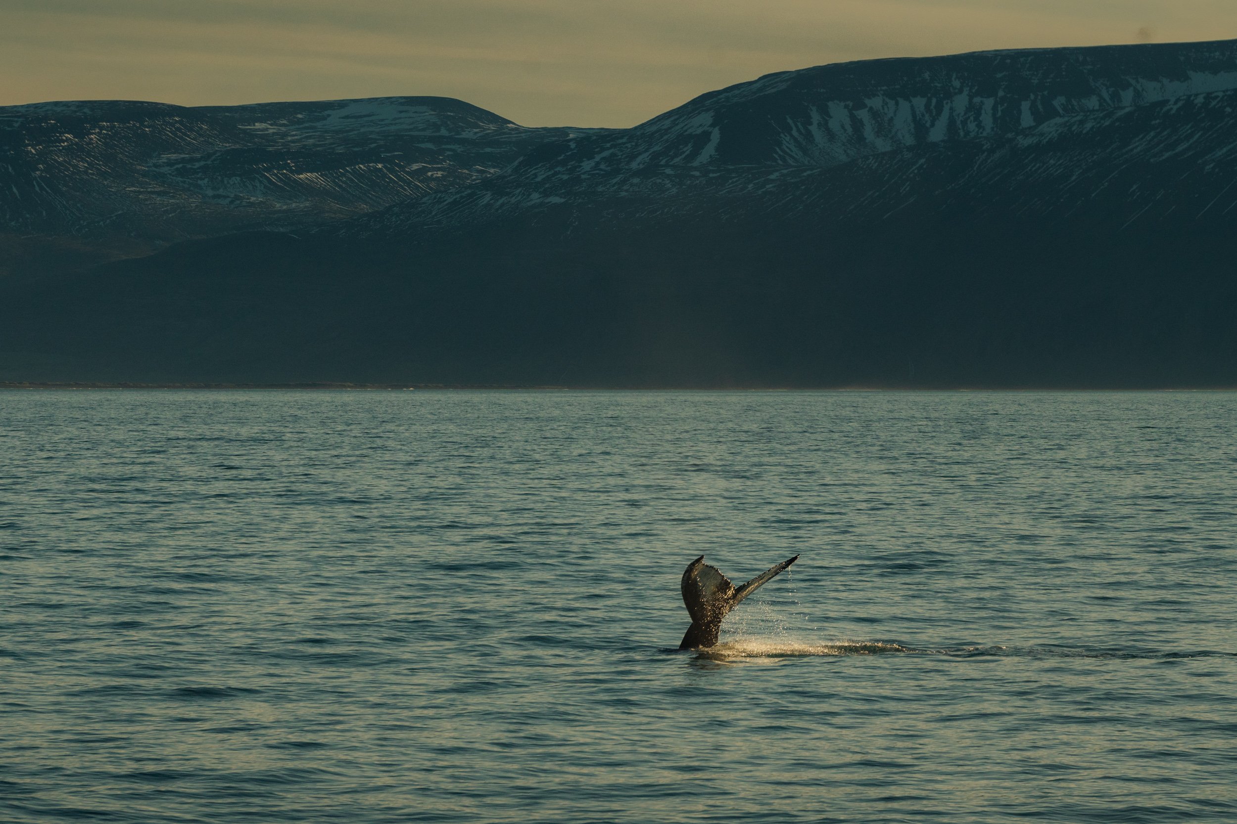 Chirag sadhnani - ICELAND - WILD CHILD STUDIOS-74.jpg