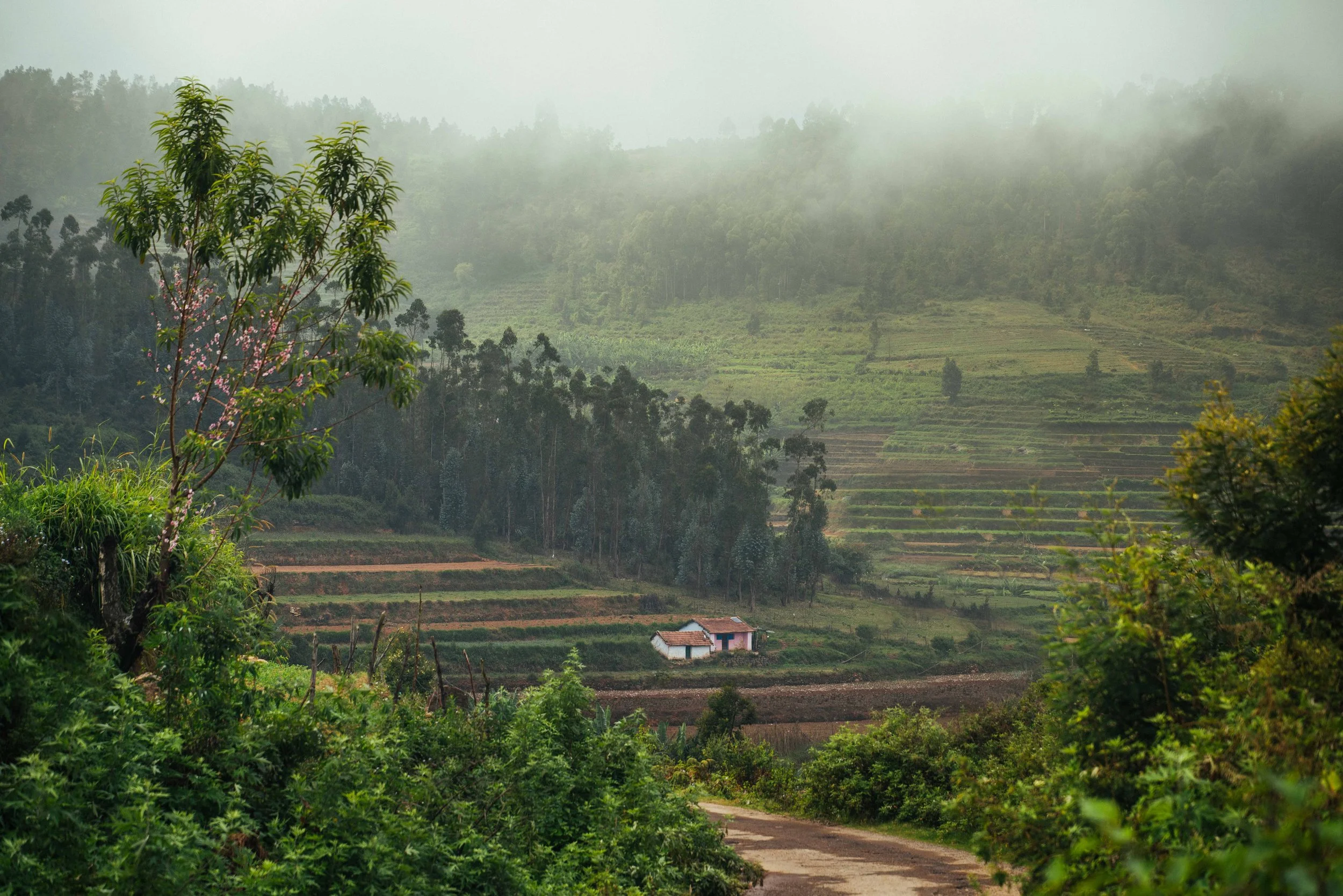 Palani Hills - A Tapestry of Green