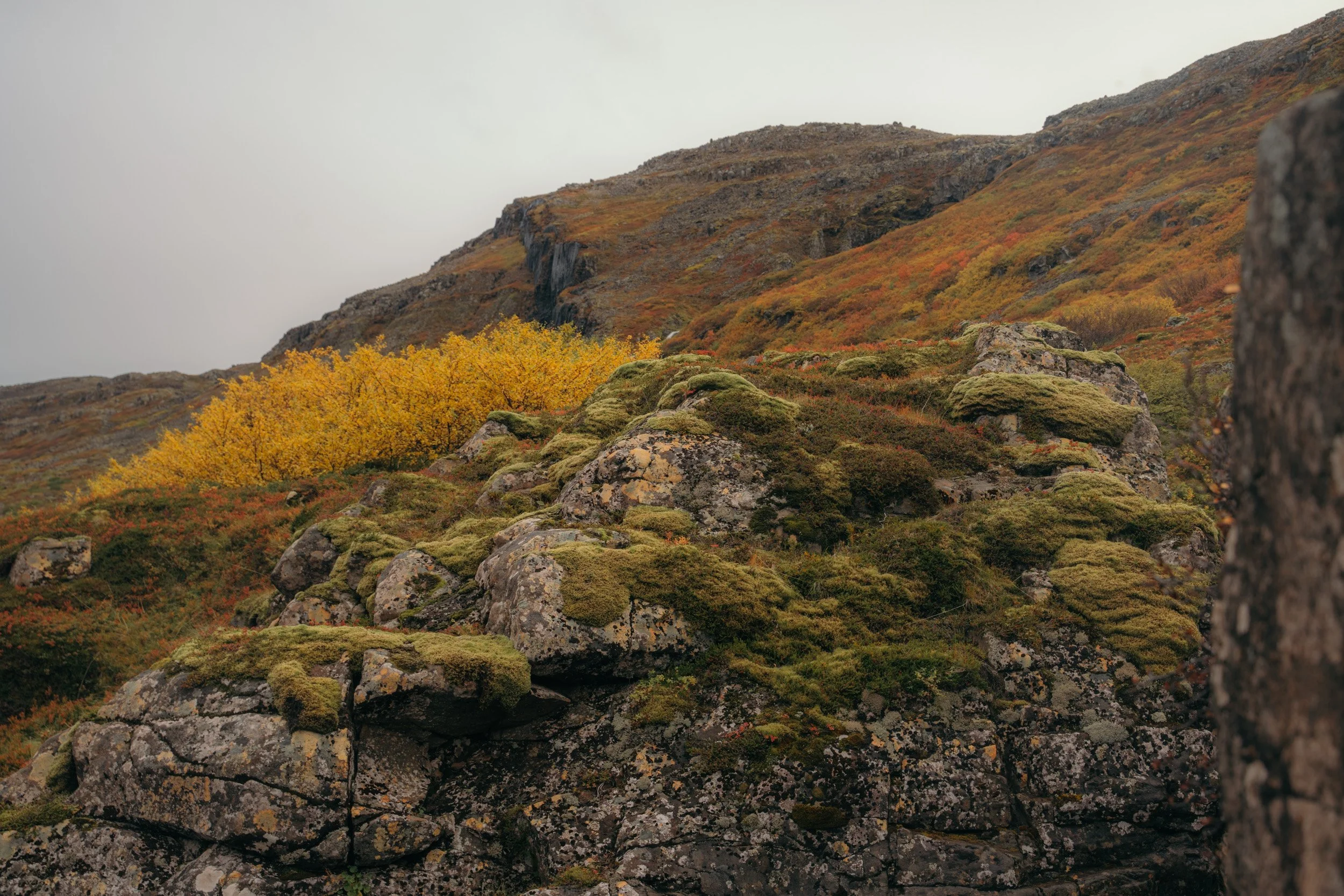 Chirag sadhnani - ICELAND - WILD CHILD STUDIOS-110.jpg