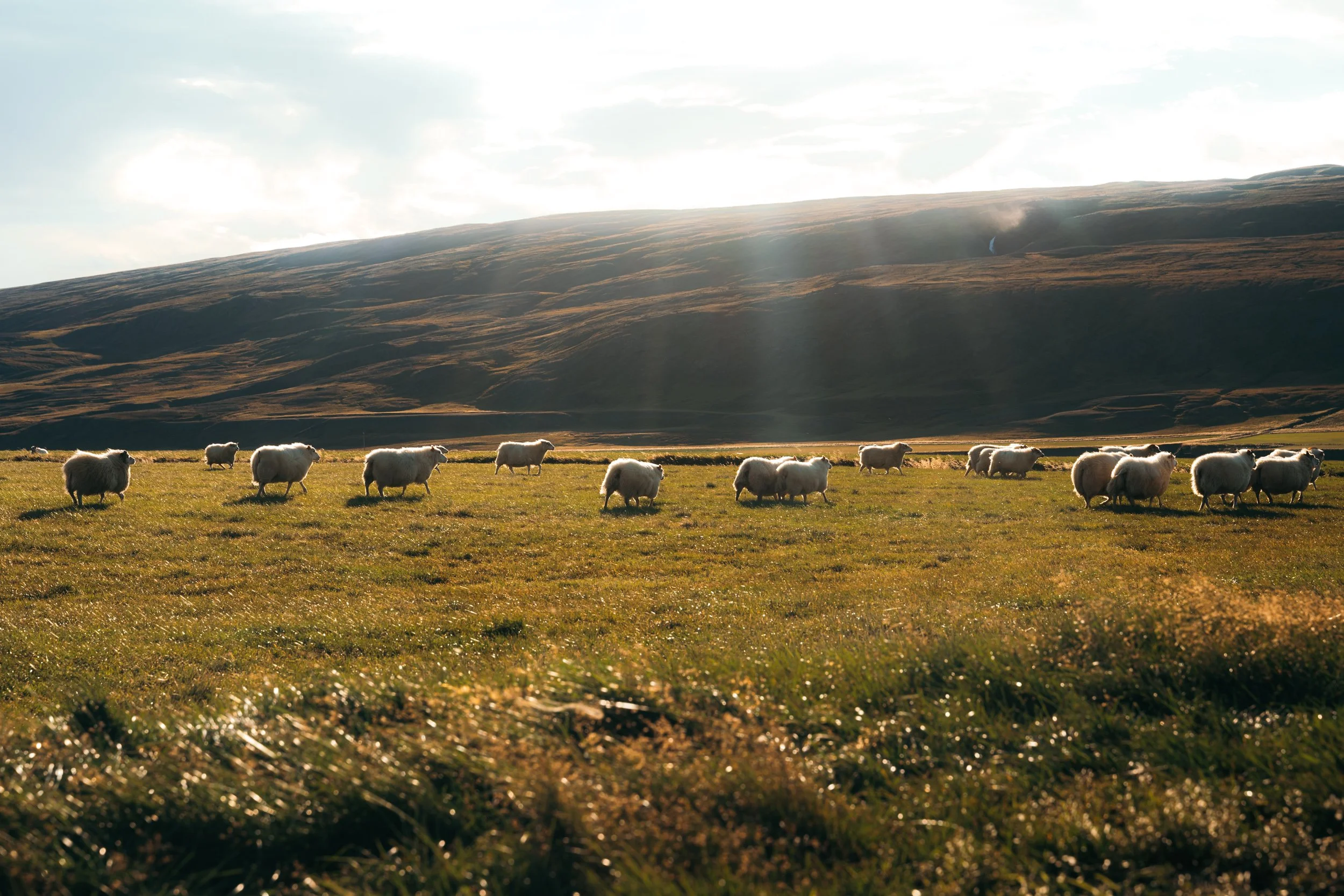 Chirag sadhnani - ICELAND - WILD CHILD STUDIOS-54.jpg