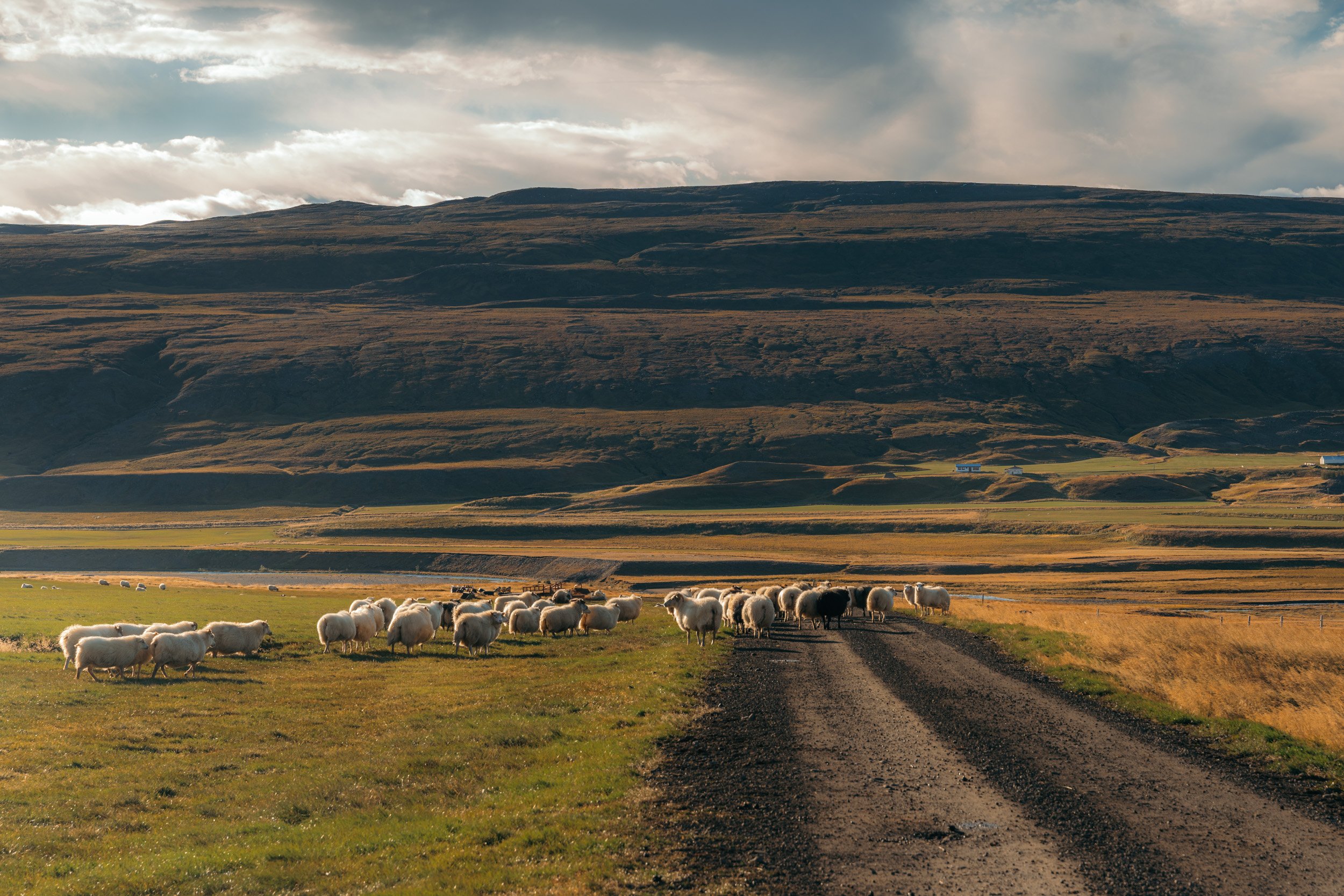 Chirag sadhnani - ICELAND - WILD CHILD STUDIOS-55.jpg