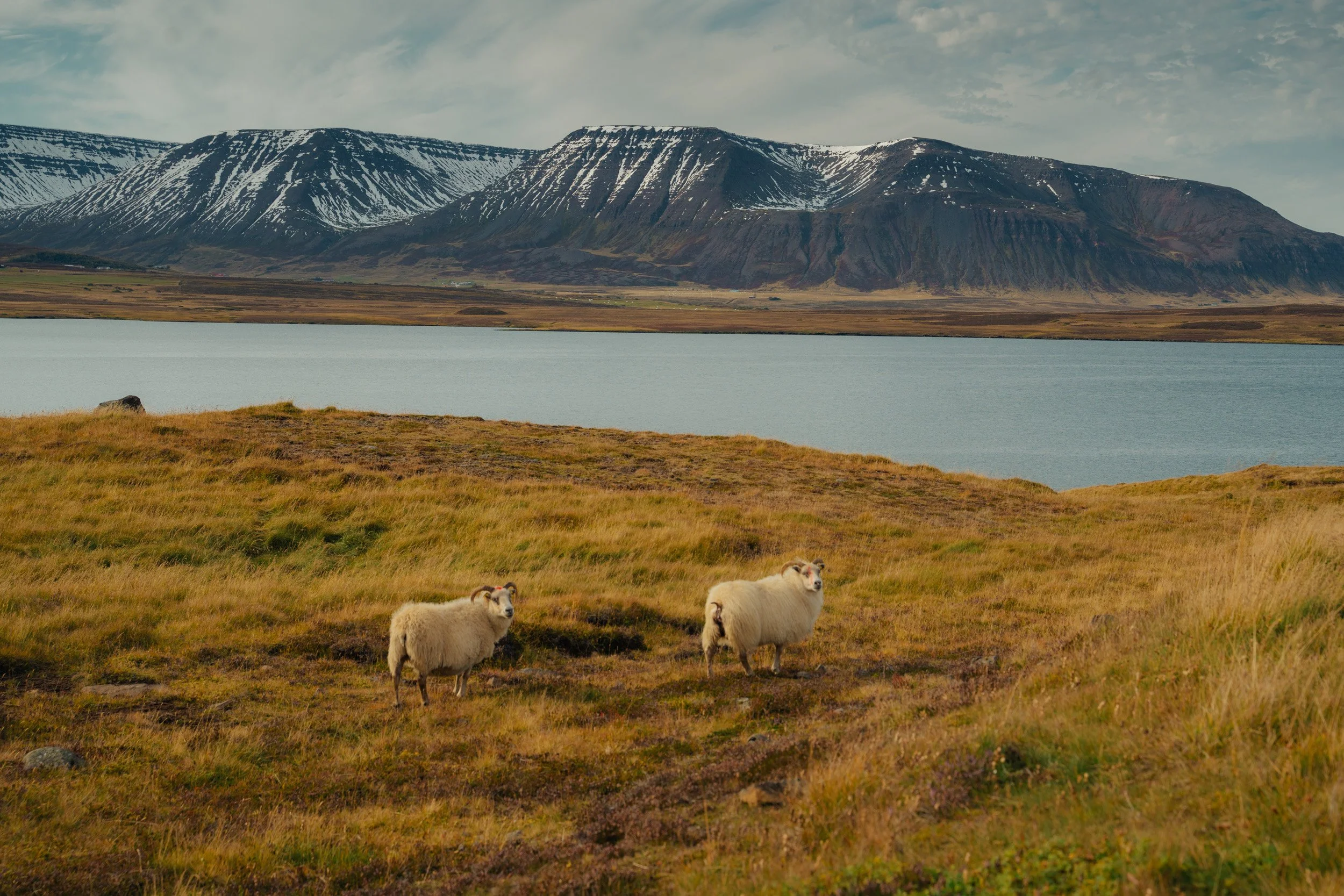 Chirag sadhnani - ICELAND - WILD CHILD STUDIOS-92.jpg