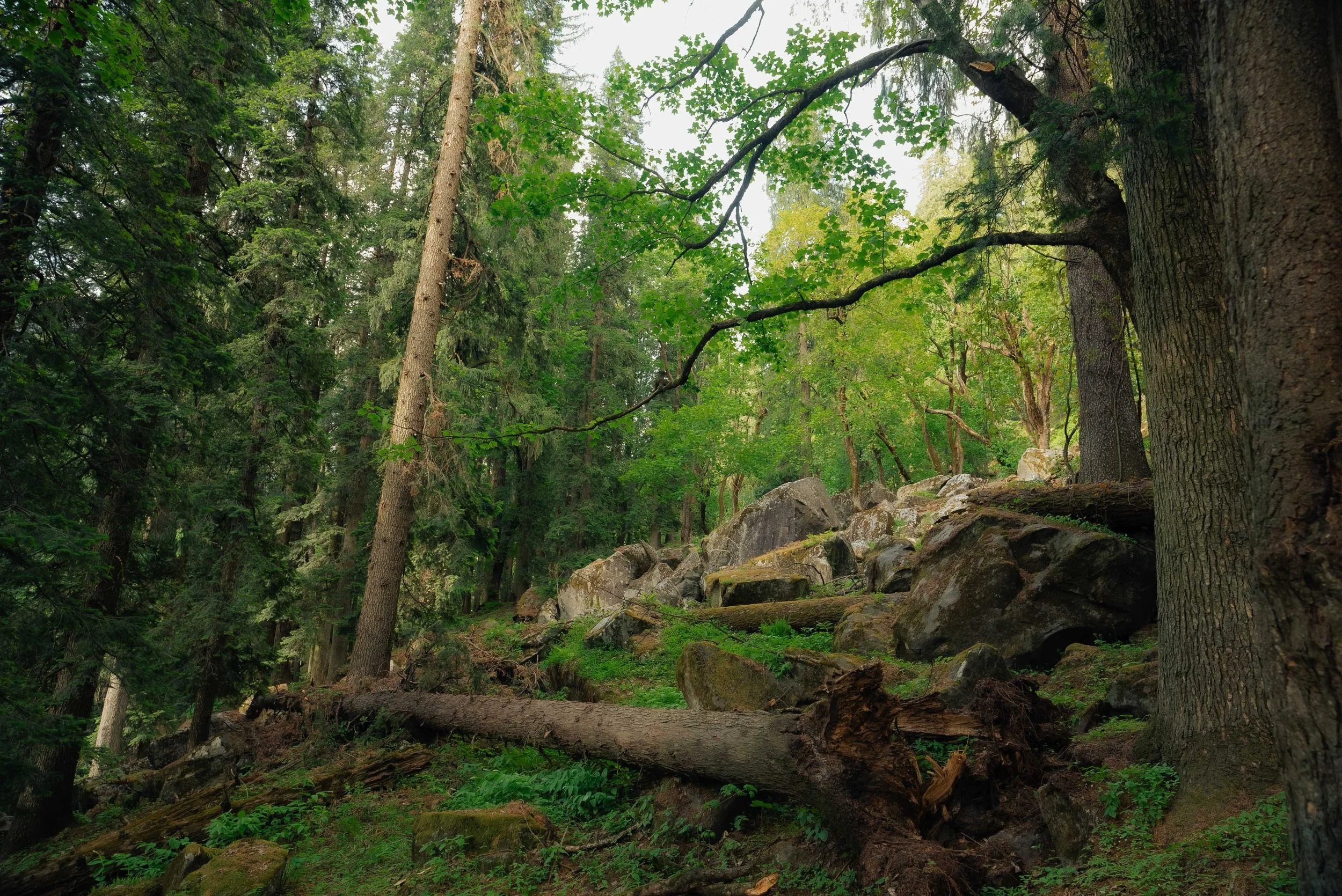 Chirag sadhnani - Sar Pass Trek - Himalayas-87.jpg