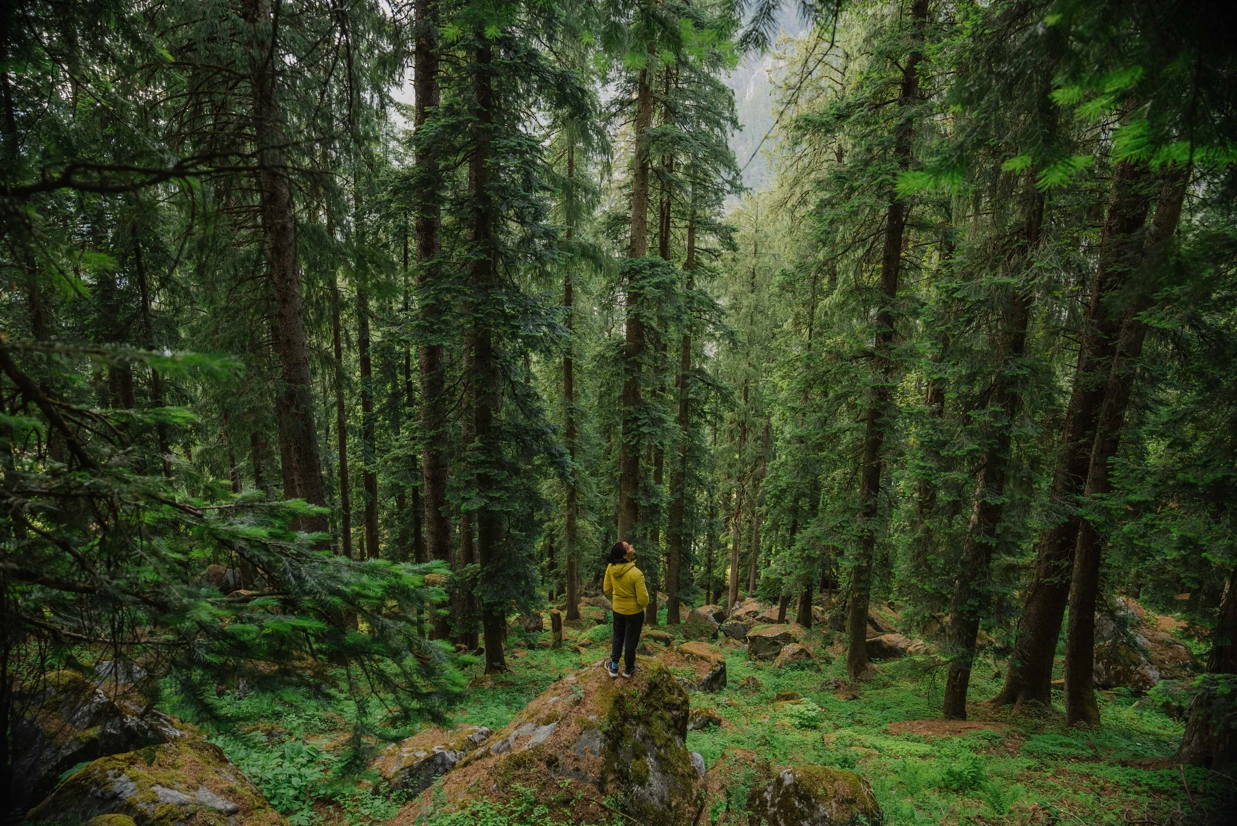 Chirag sadhnani - Sar Pass Trek - Himalayas-89.jpg