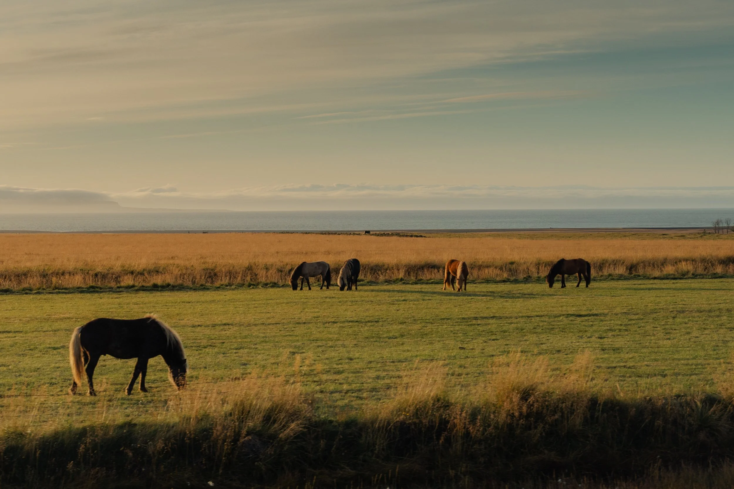 Chirag sadhnani - ICELAND - WILD CHILD STUDIOS-100.jpg