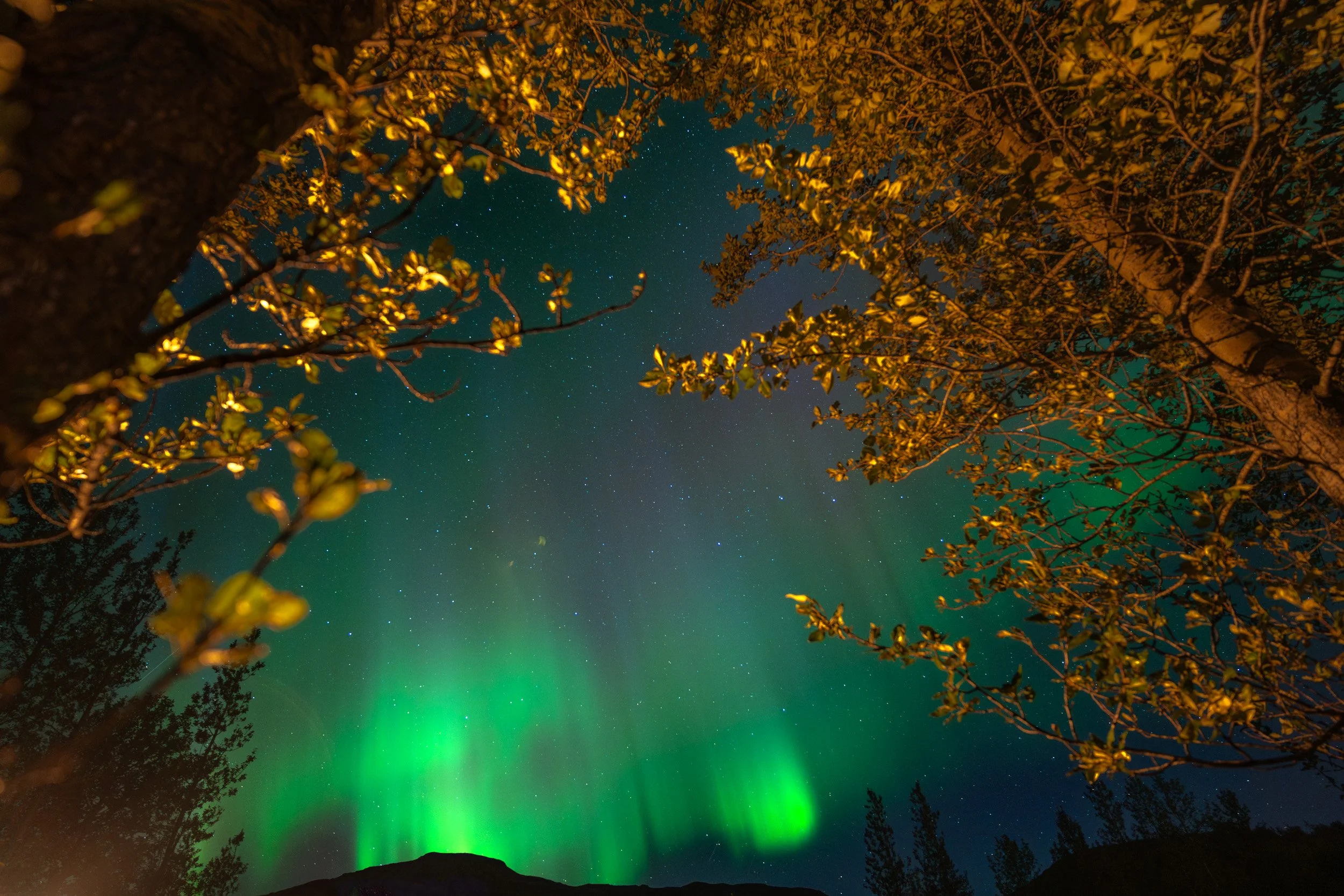 Chirag sadhnani - ICELAND - WILD CHILD STUDIOS-4.jpg