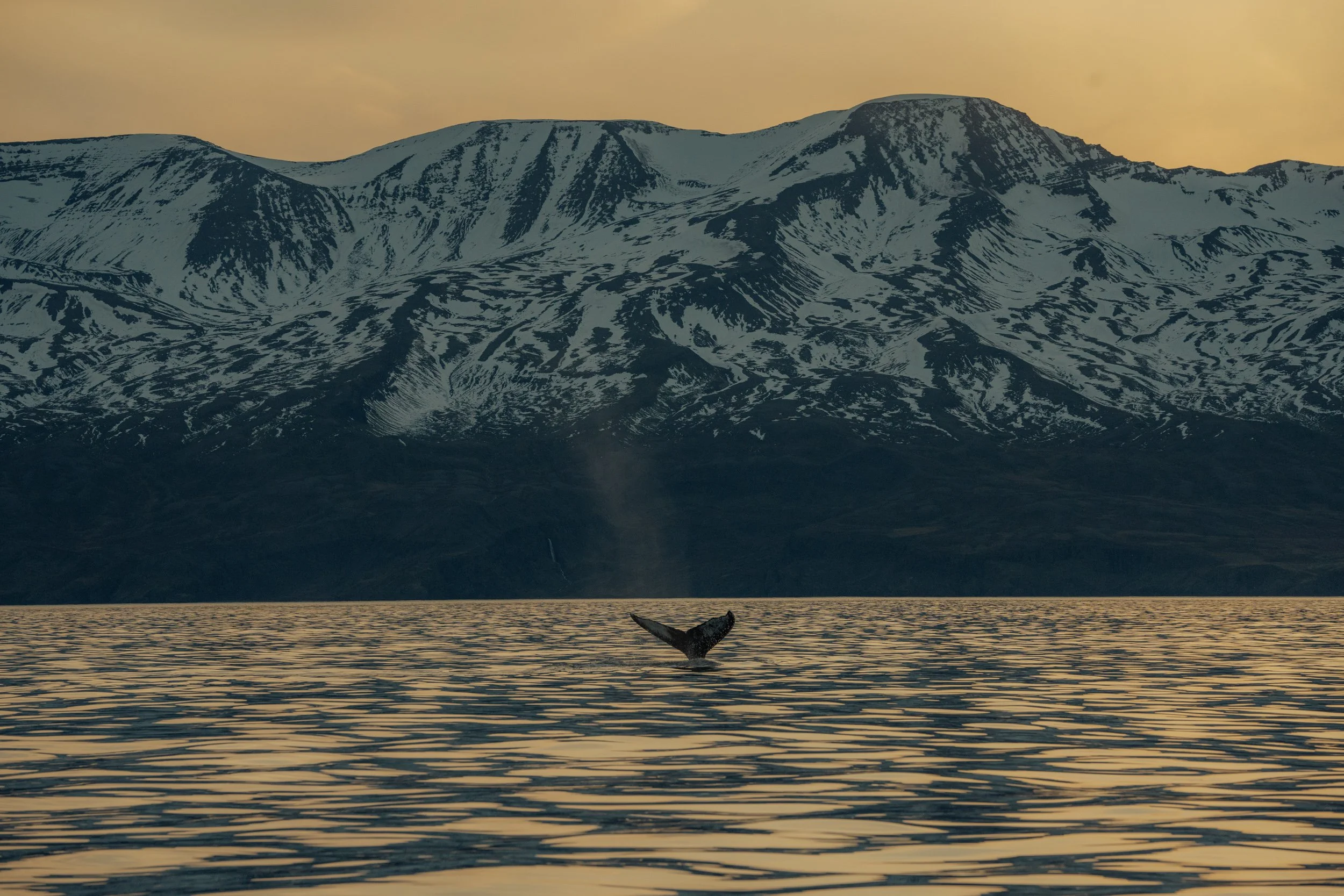 Chirag sadhnani - ICELAND - WILD CHILD STUDIOS-77.jpg