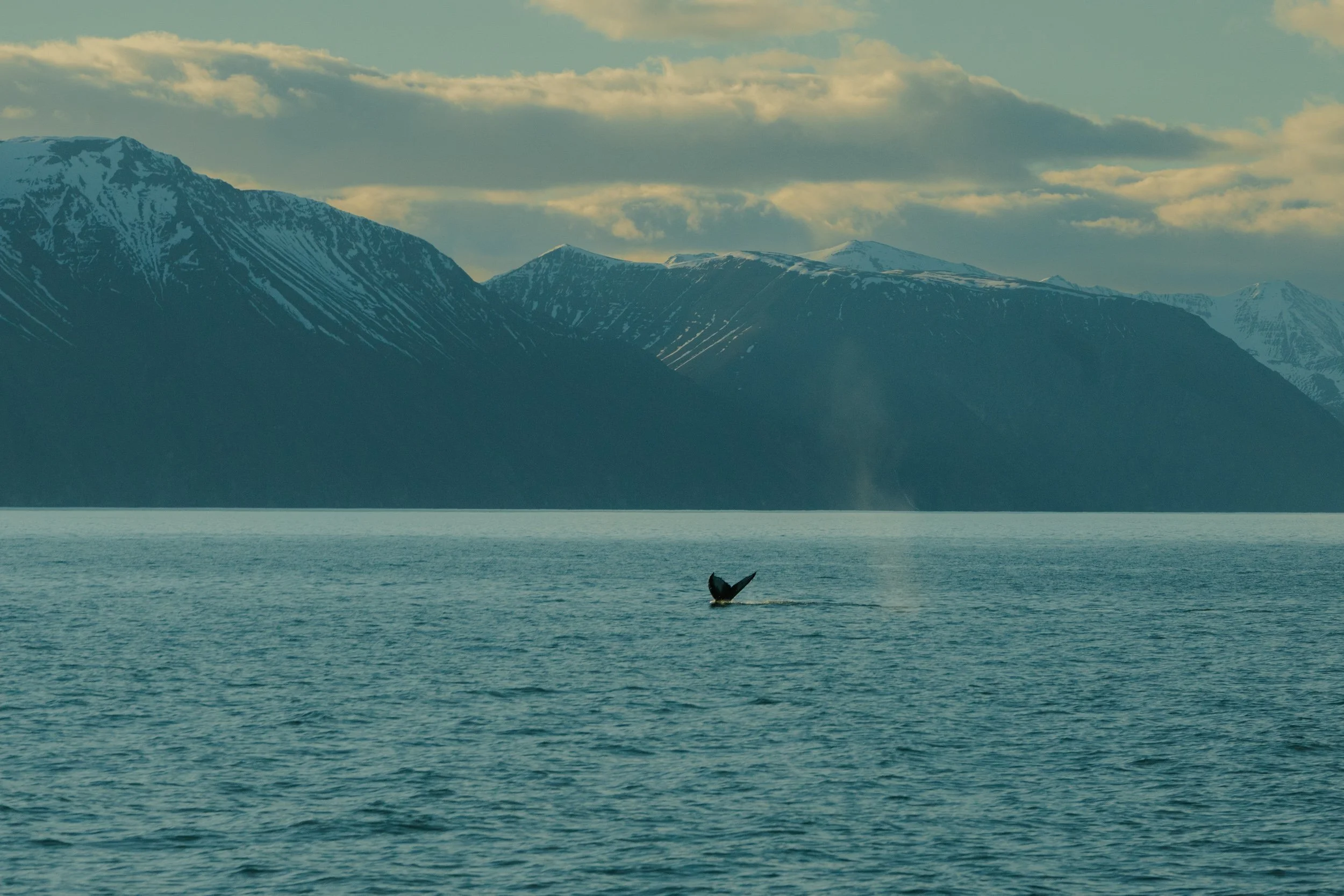 Chirag sadhnani - ICELAND - WILD CHILD STUDIOS-73.jpg