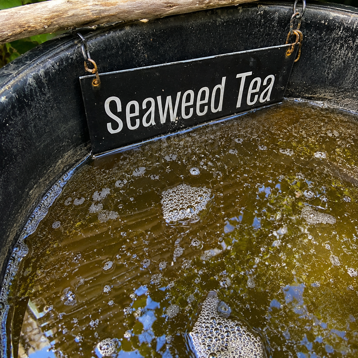 Seaweed tea brewing at Seed to Sea