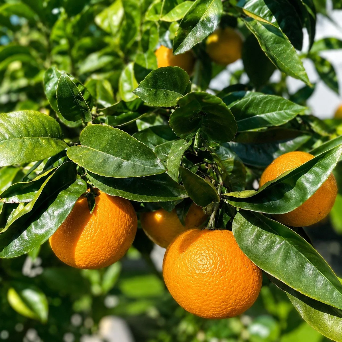 Ripe oranges growing at Seed to Sea