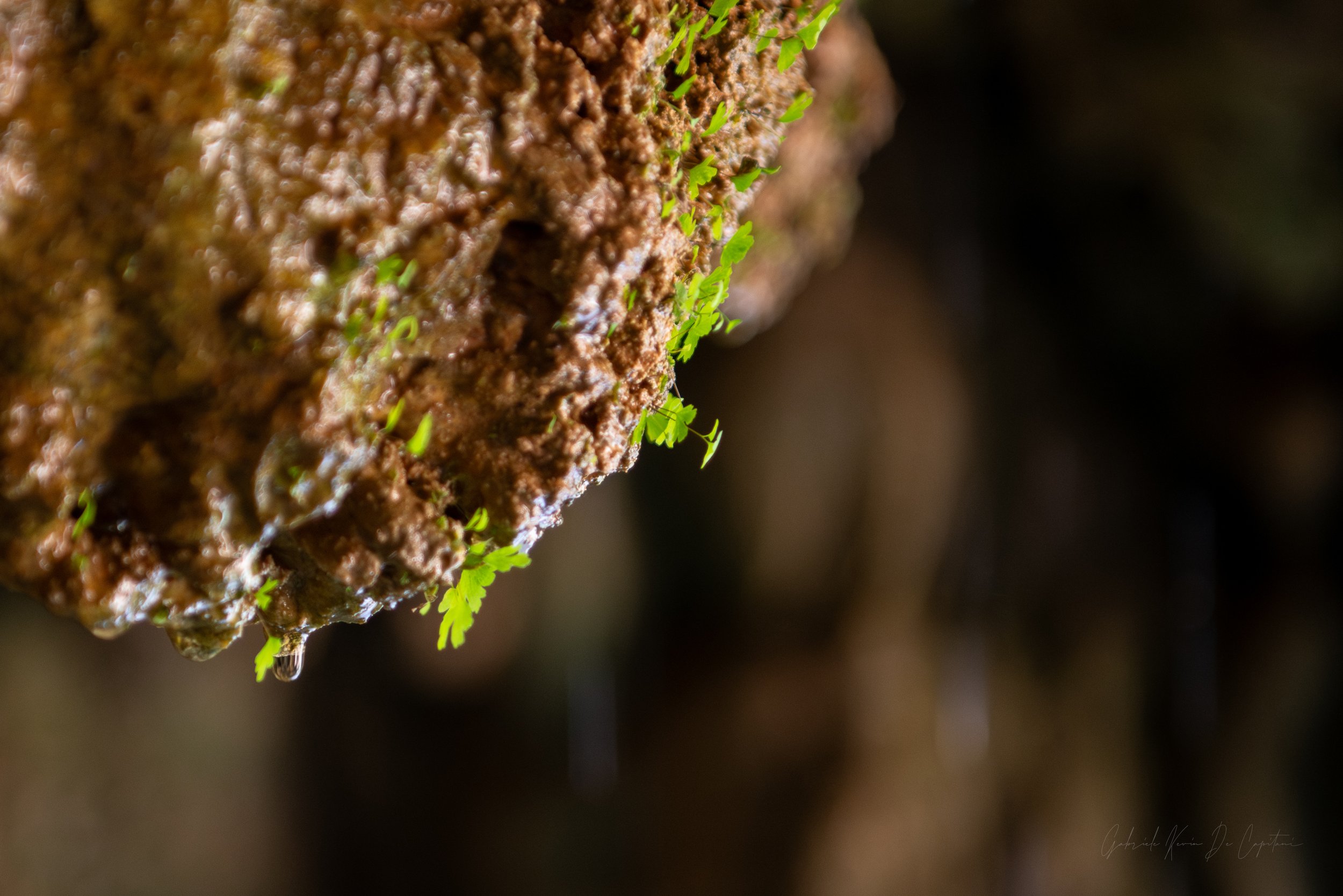 _DSC9267.jpg