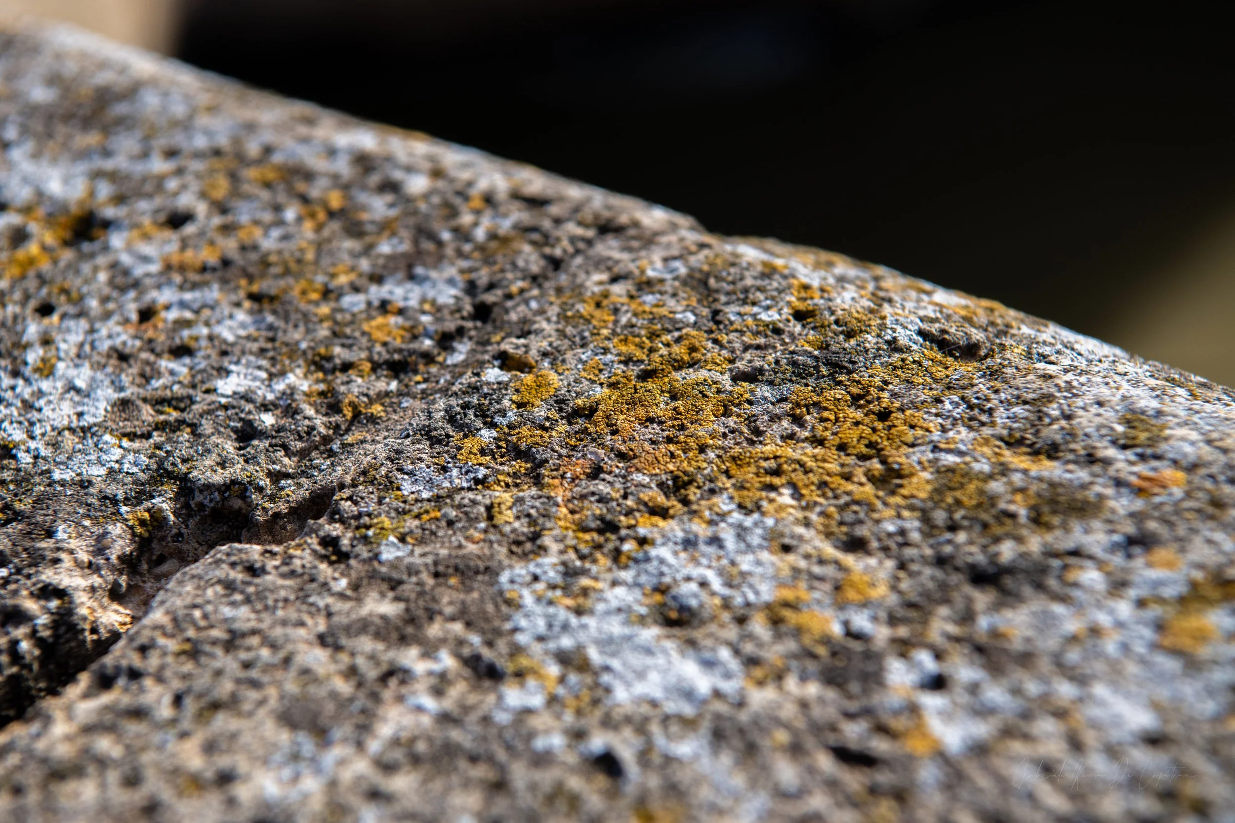 _DSC9136.jpg