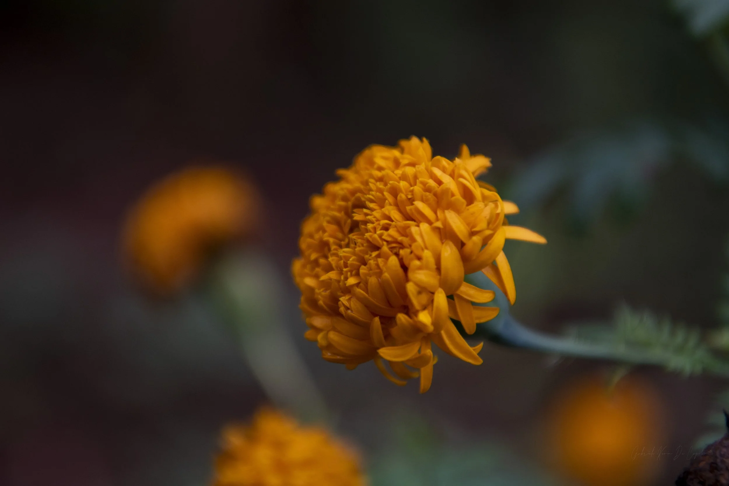 DSC_3091.jpg