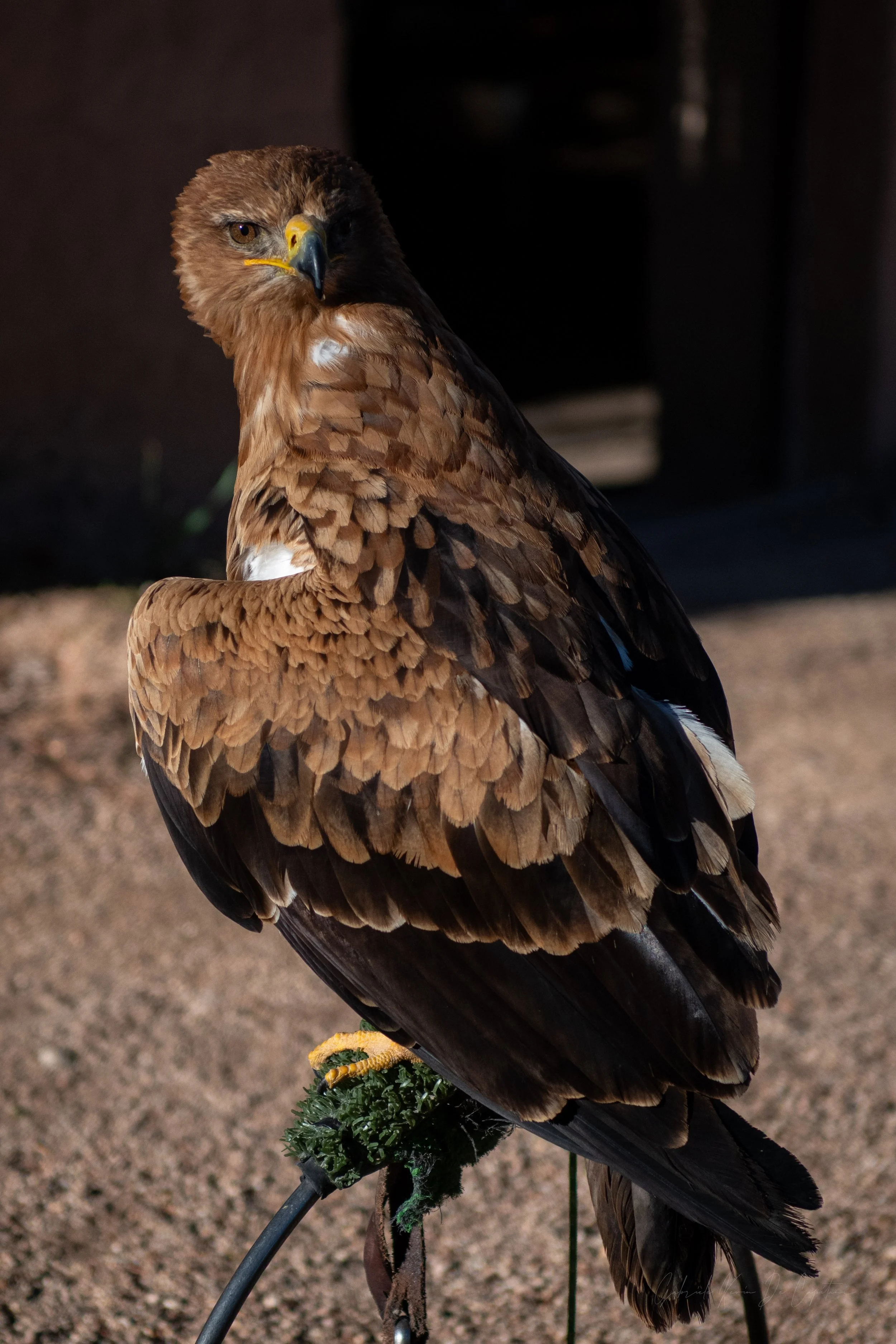 _DSC9384.jpg