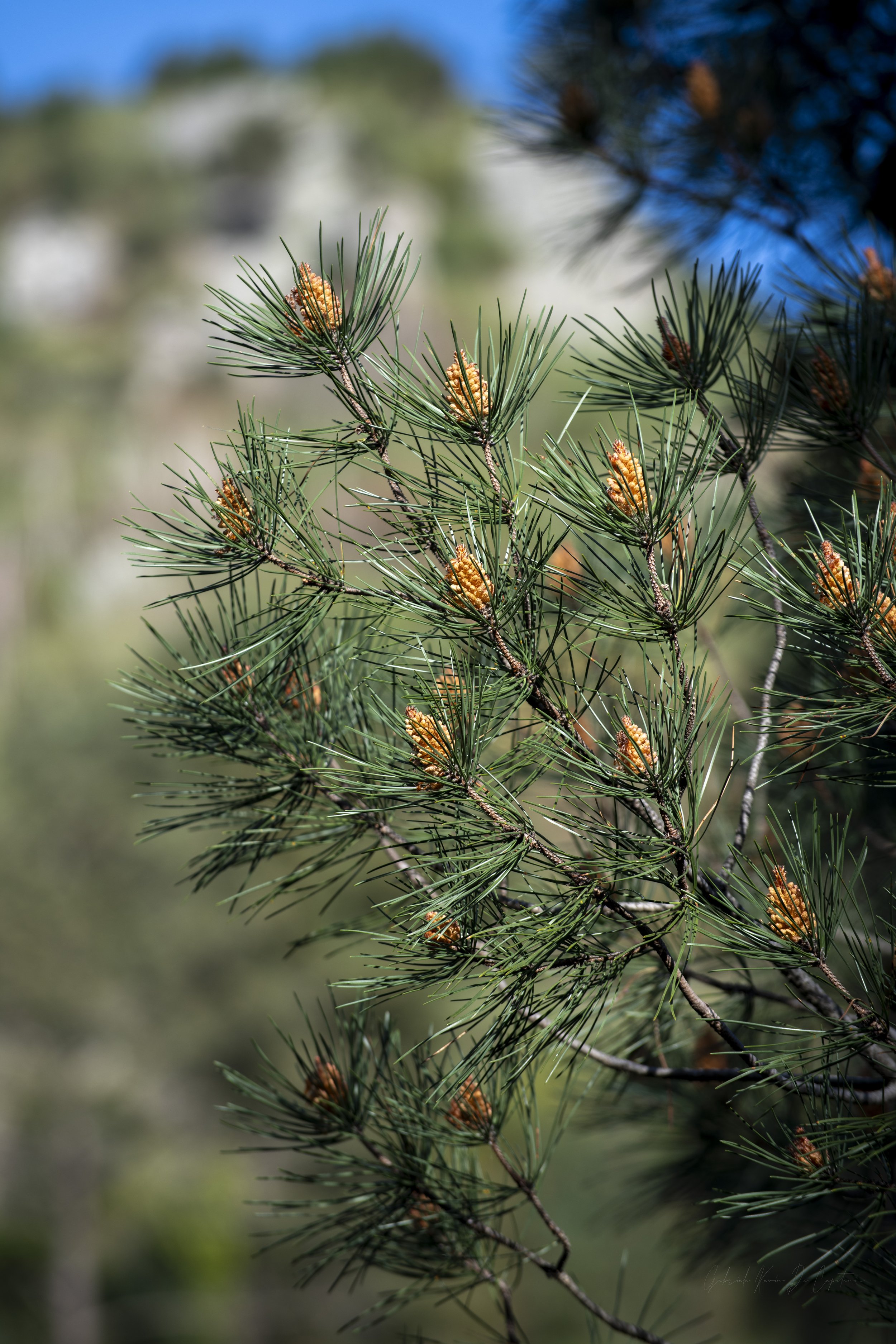 _DSC9559.jpg