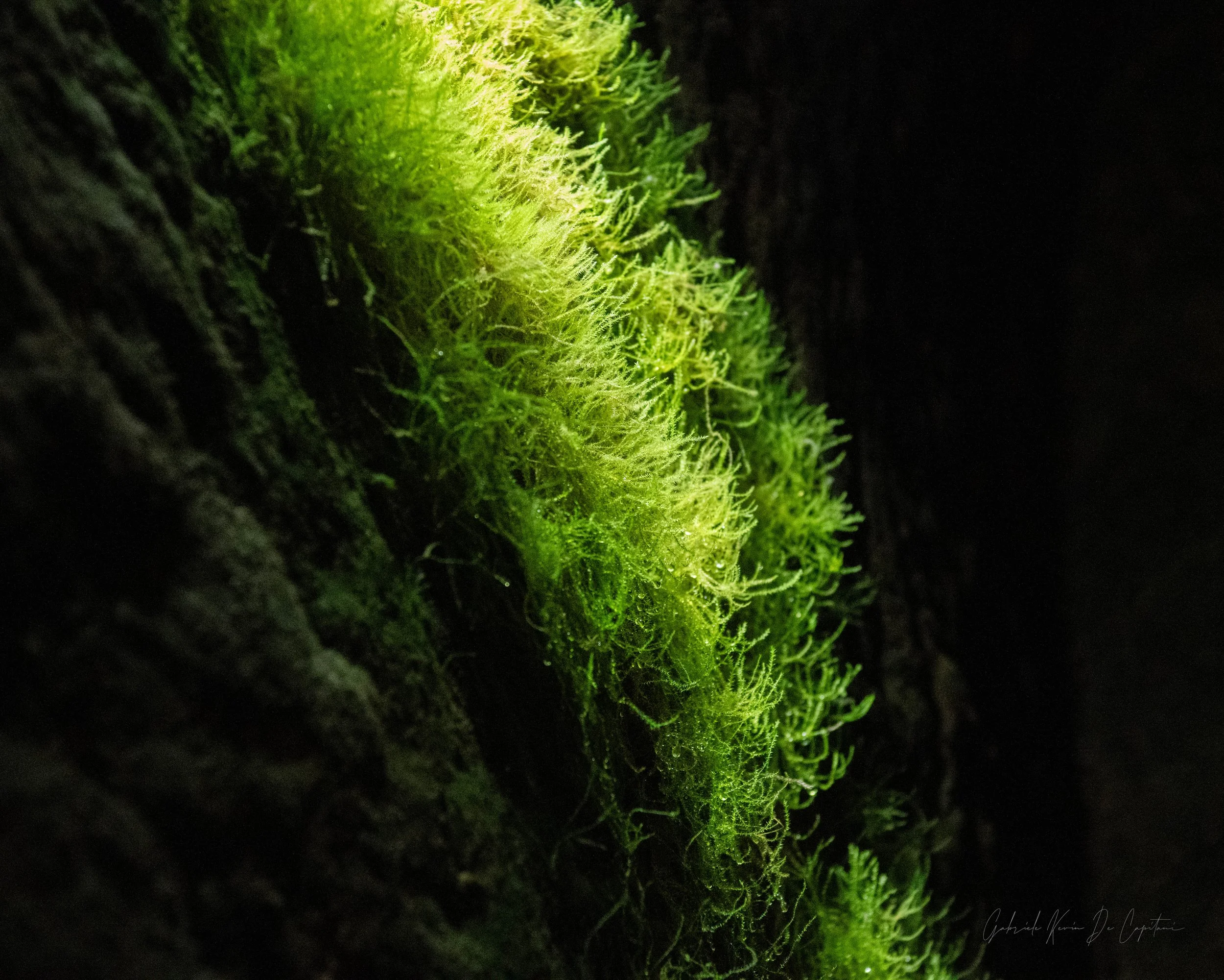 _DSC8260.jpg