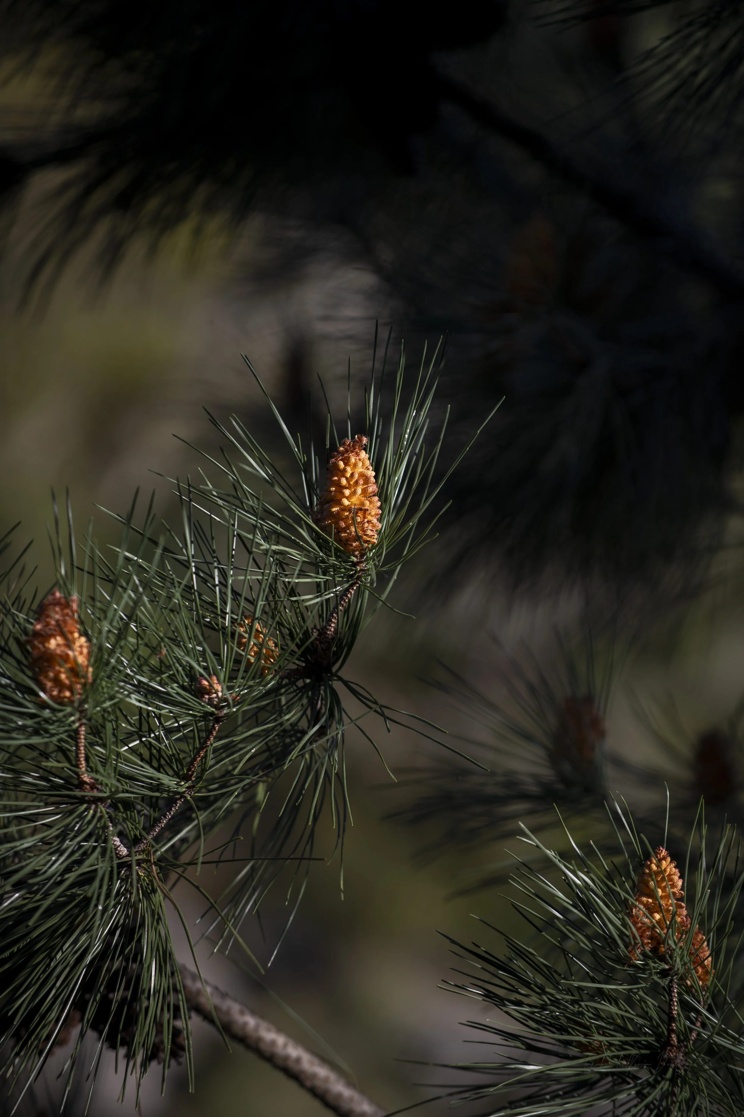 _DSC9577.jpg