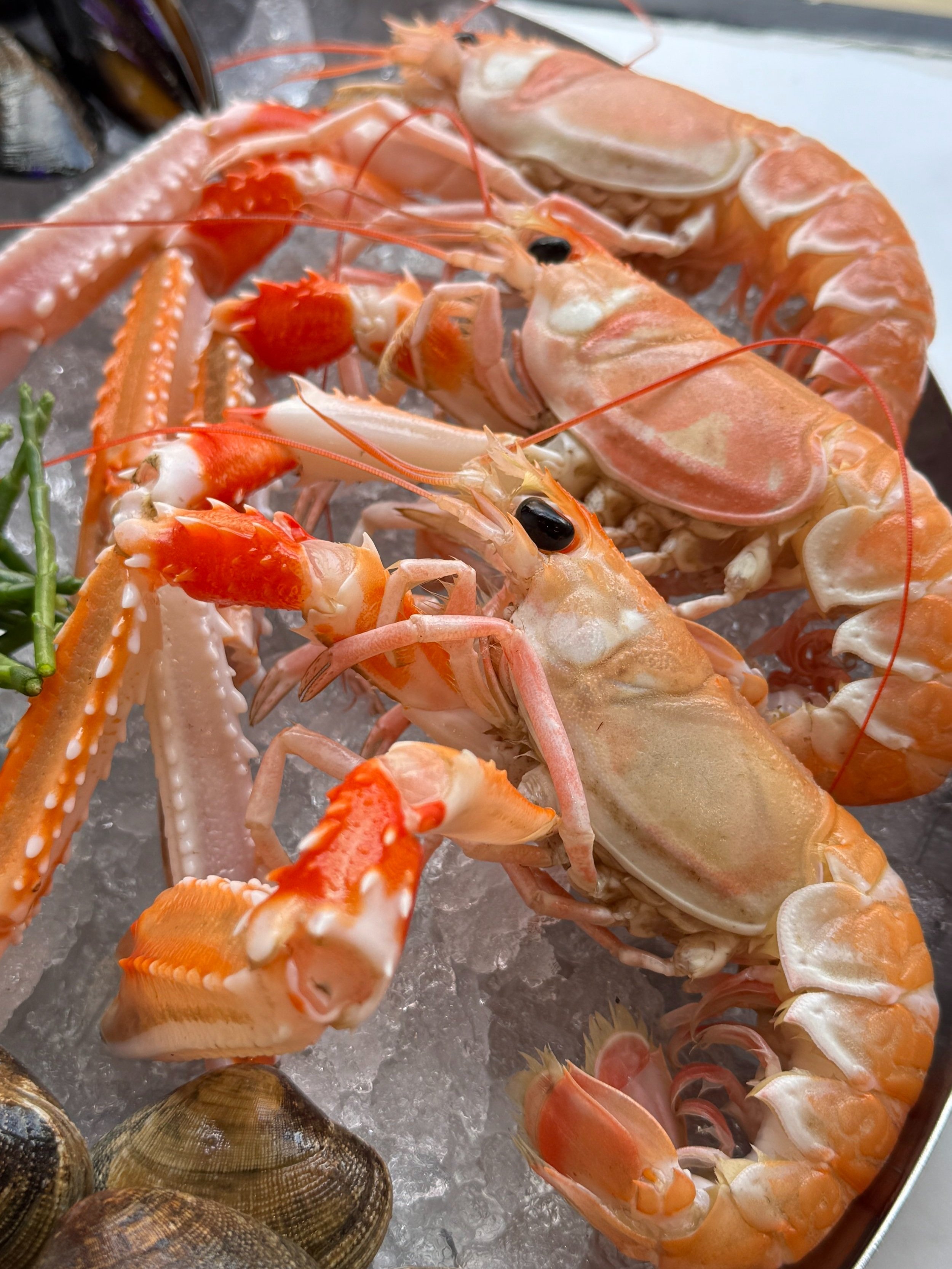 Fresh langoustines on ice, surrounded by shells and herbs.