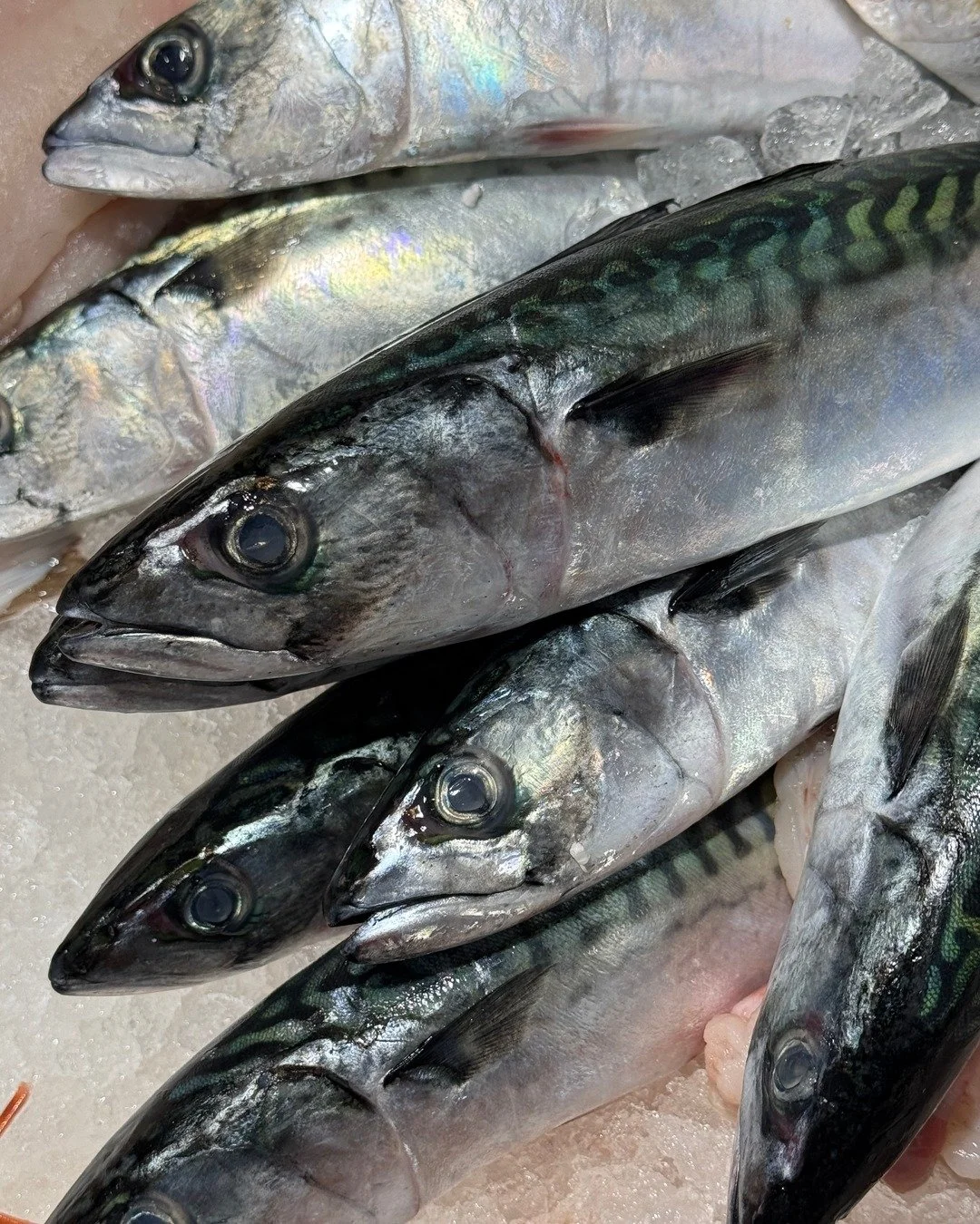 🐟 Mackerel Season is On!

Beautifully fresh, rich in flavour, and packed with Omega-3s &ndash; now&rsquo;s the time to enjoy UK-landed mackerel at its best.

🔥 Grill it over coals with lemon &amp; sea salt
🍋 Cure it with citrus for a zesty appetis