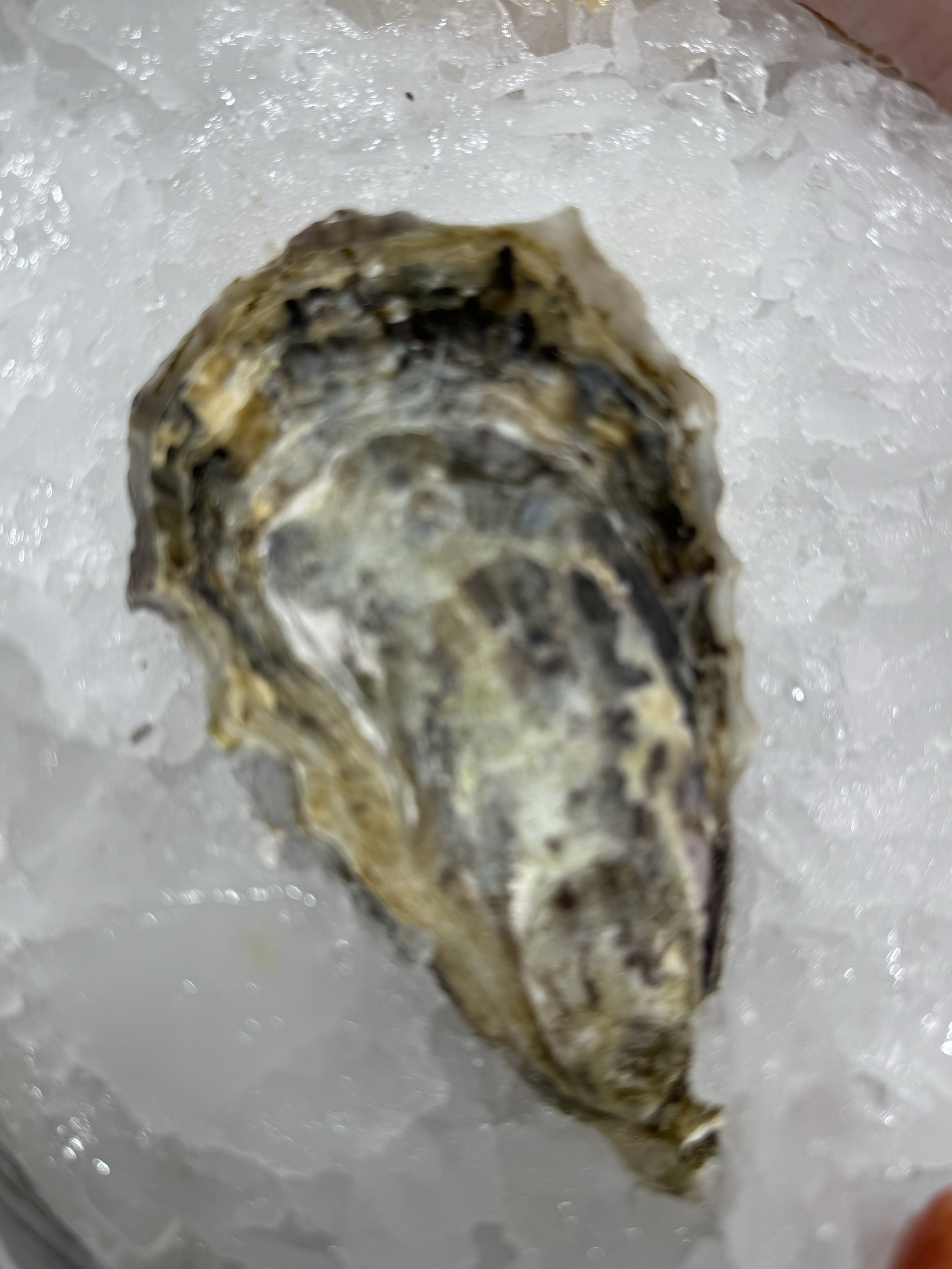 Maldon Essex Oysters (England)