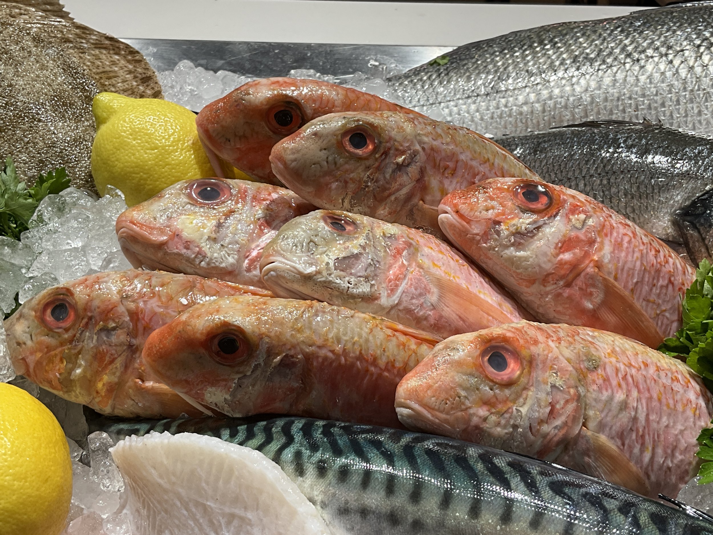 Red Mullet