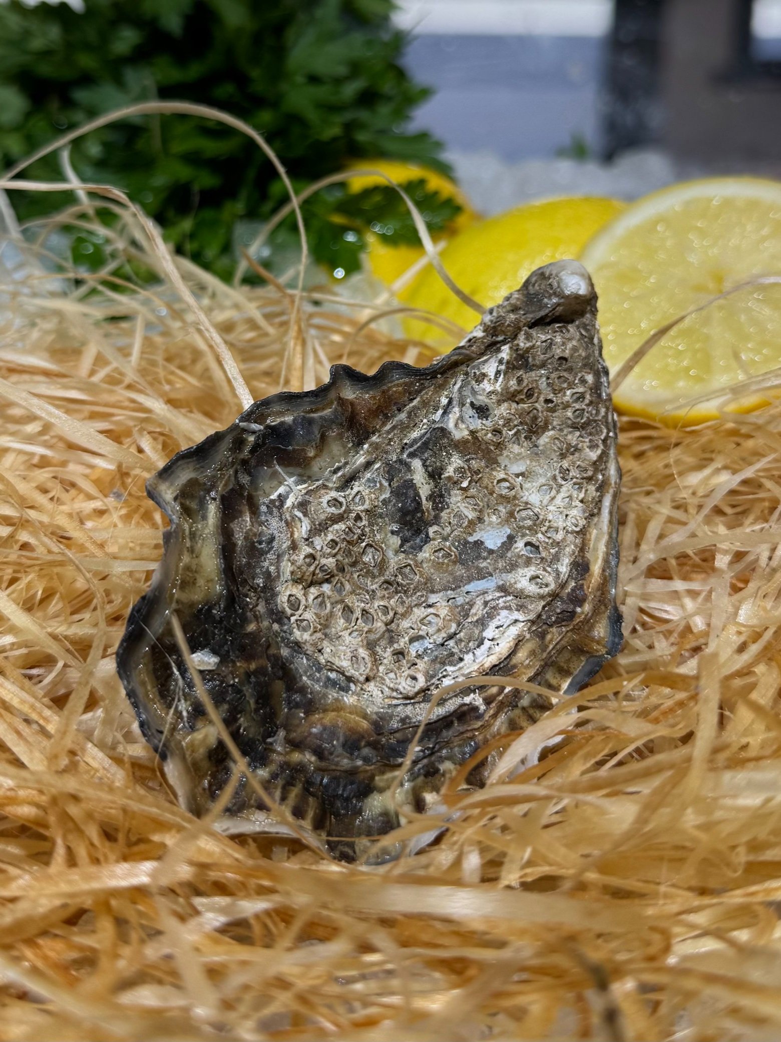 Gillardeau Oysters (French)