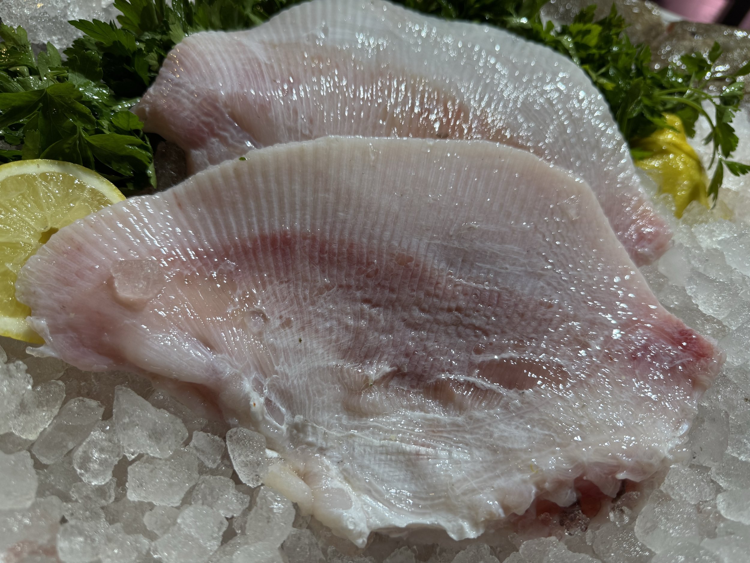 Skate Wing