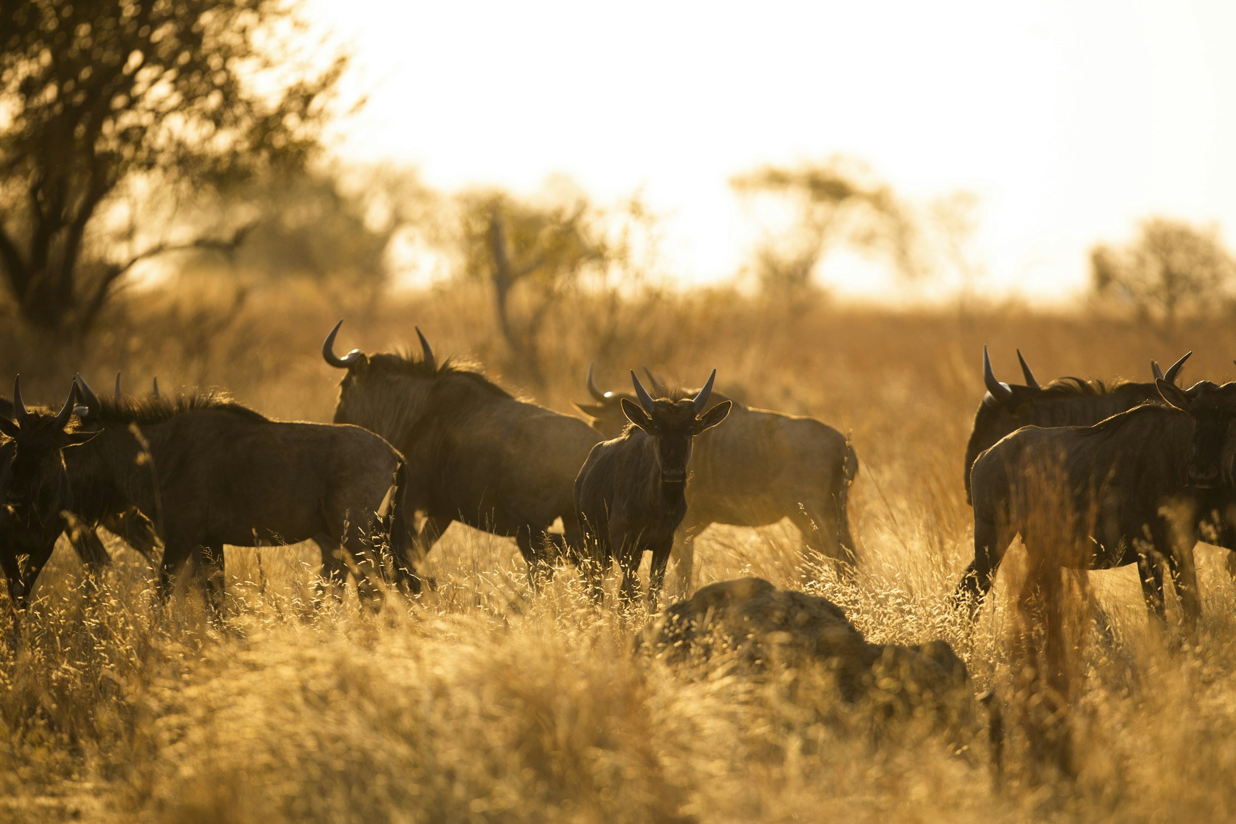 Wakati Travel Africa Conservation