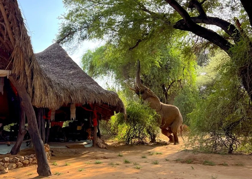 Experience Your Stay at Elephant Watch Camp
