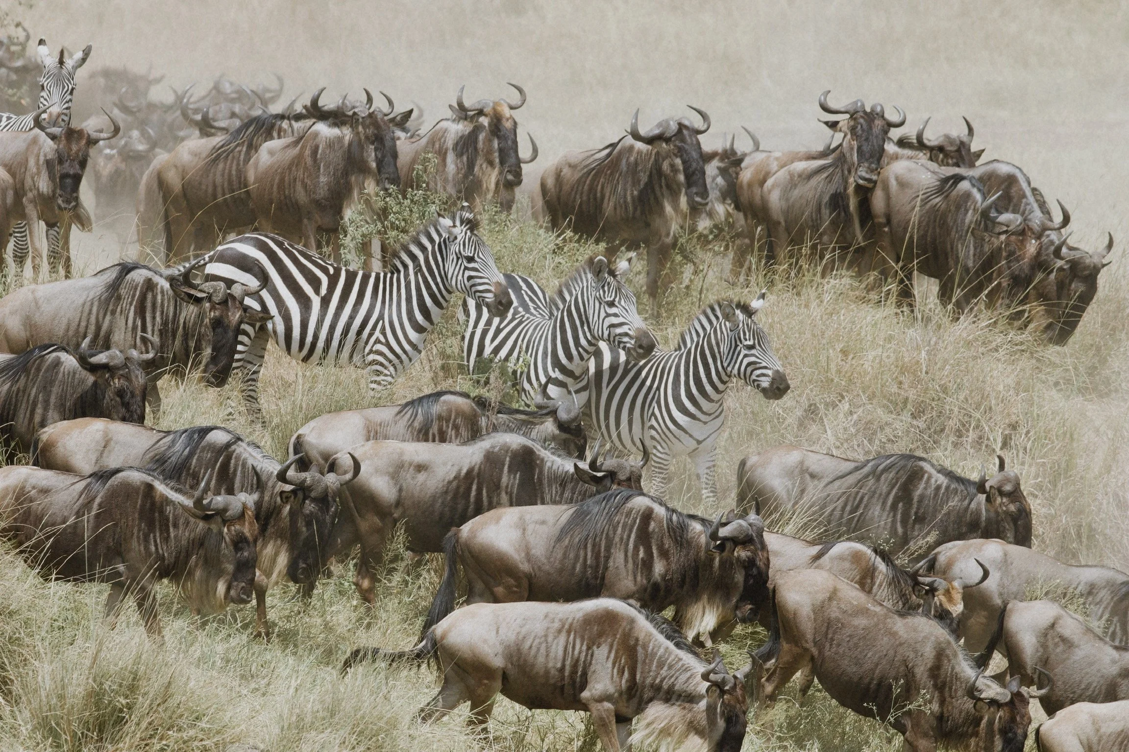 Witness the Wild: Everything You Need to Know About the Great Migration