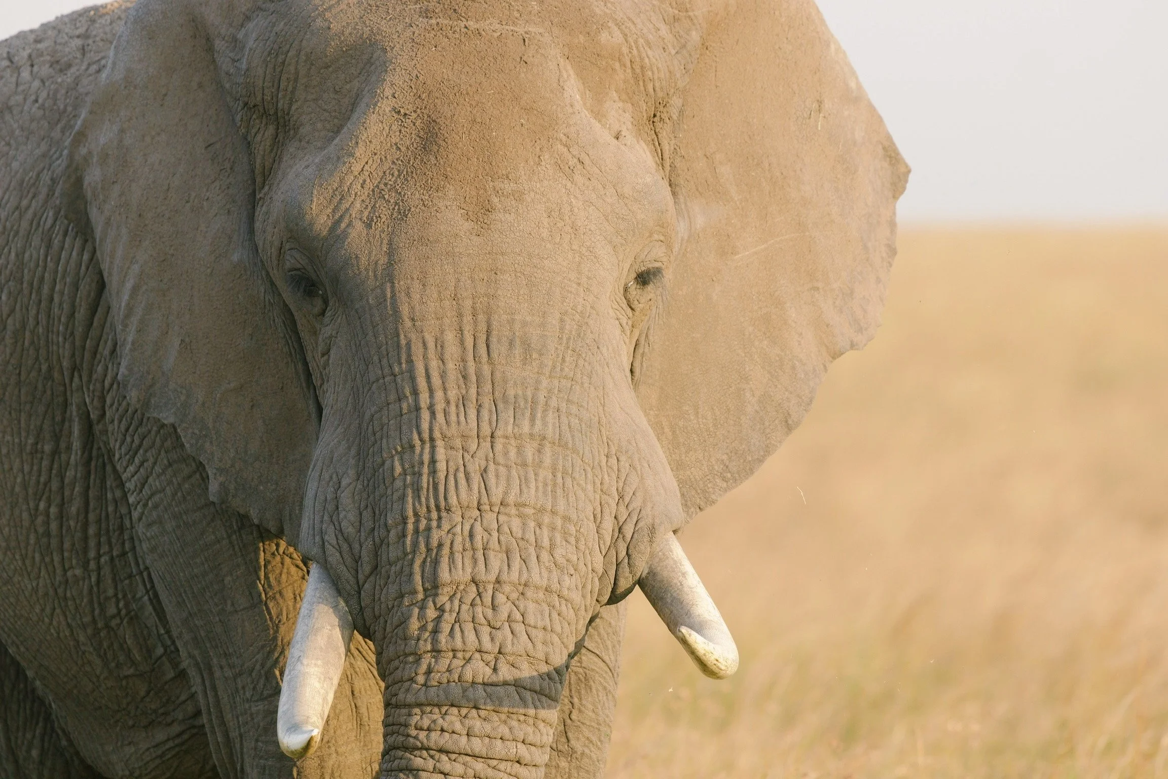 What’s the Best Country for a First African Safari?