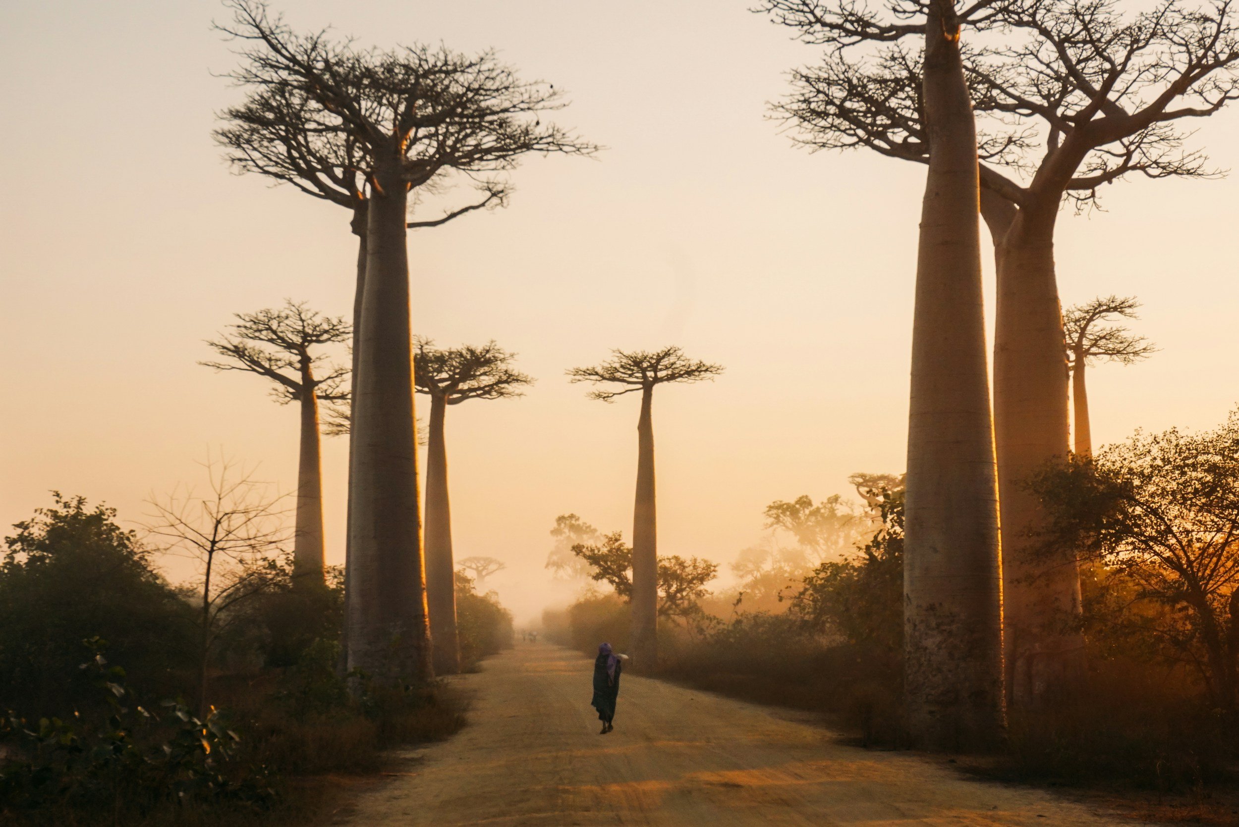 Avenue of the Baobabs