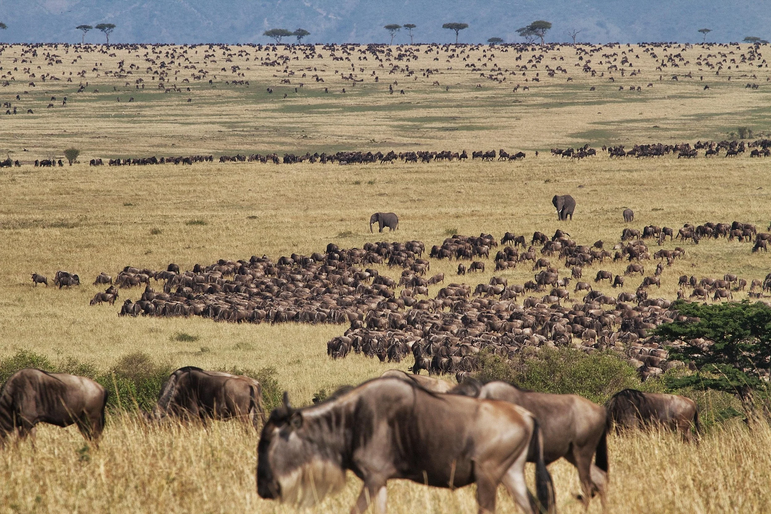 The Great Migration Photo by Alex Serian