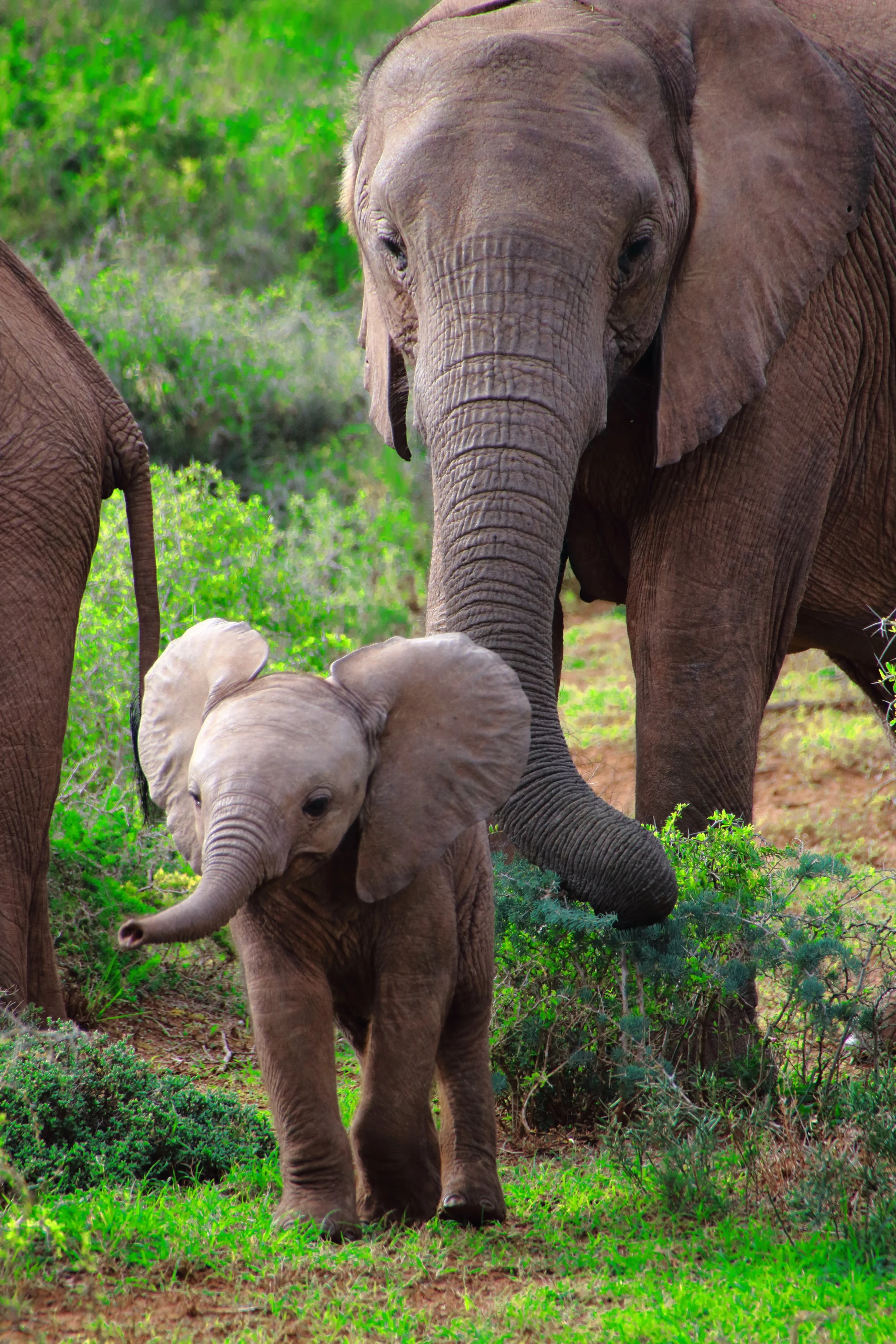 Baby elephant safari adventure