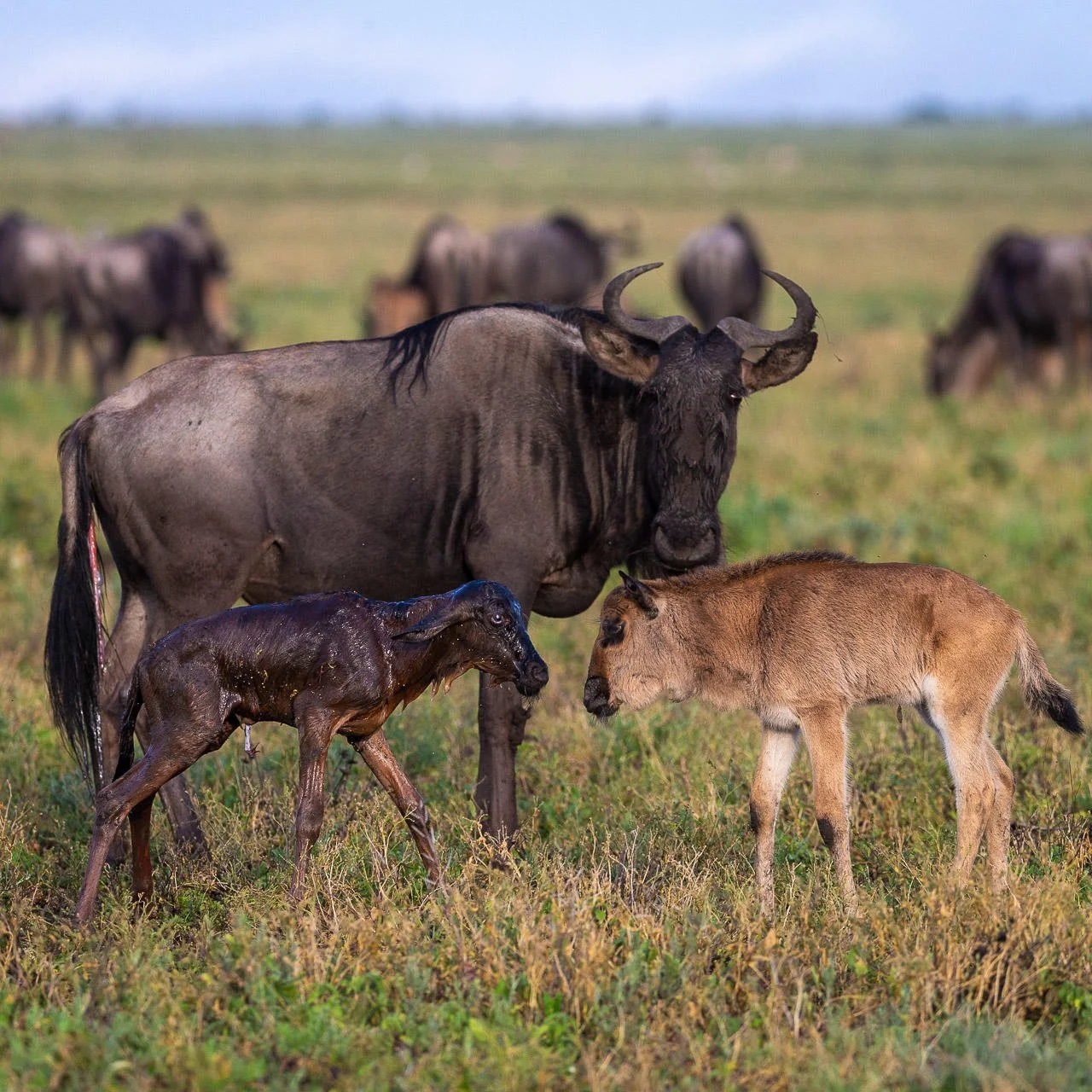 Baby Wildebeests in Serengeti by Alex Serian