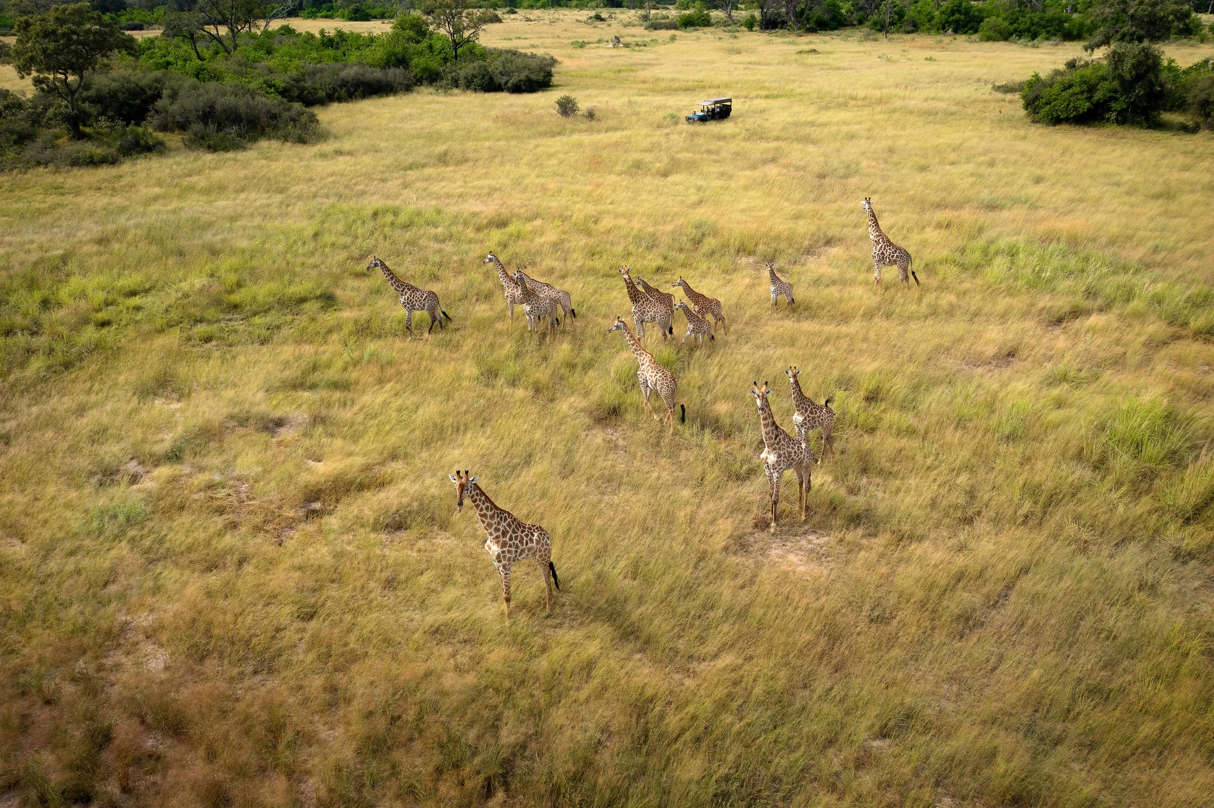 Safari by Helicopter in Botswana