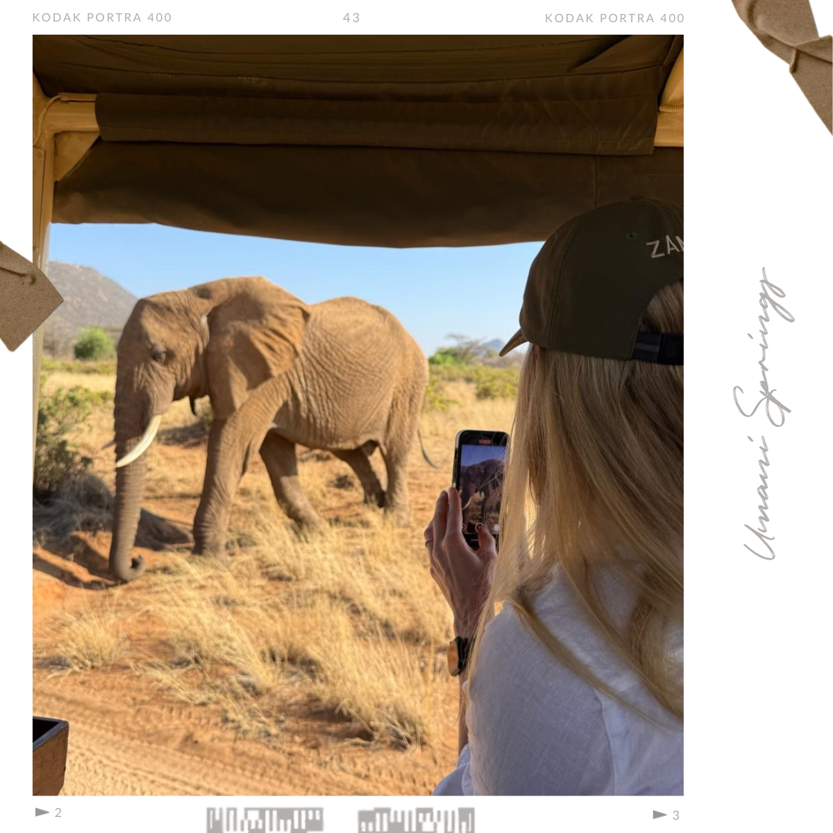 Wild elephant on Nairobi game drive