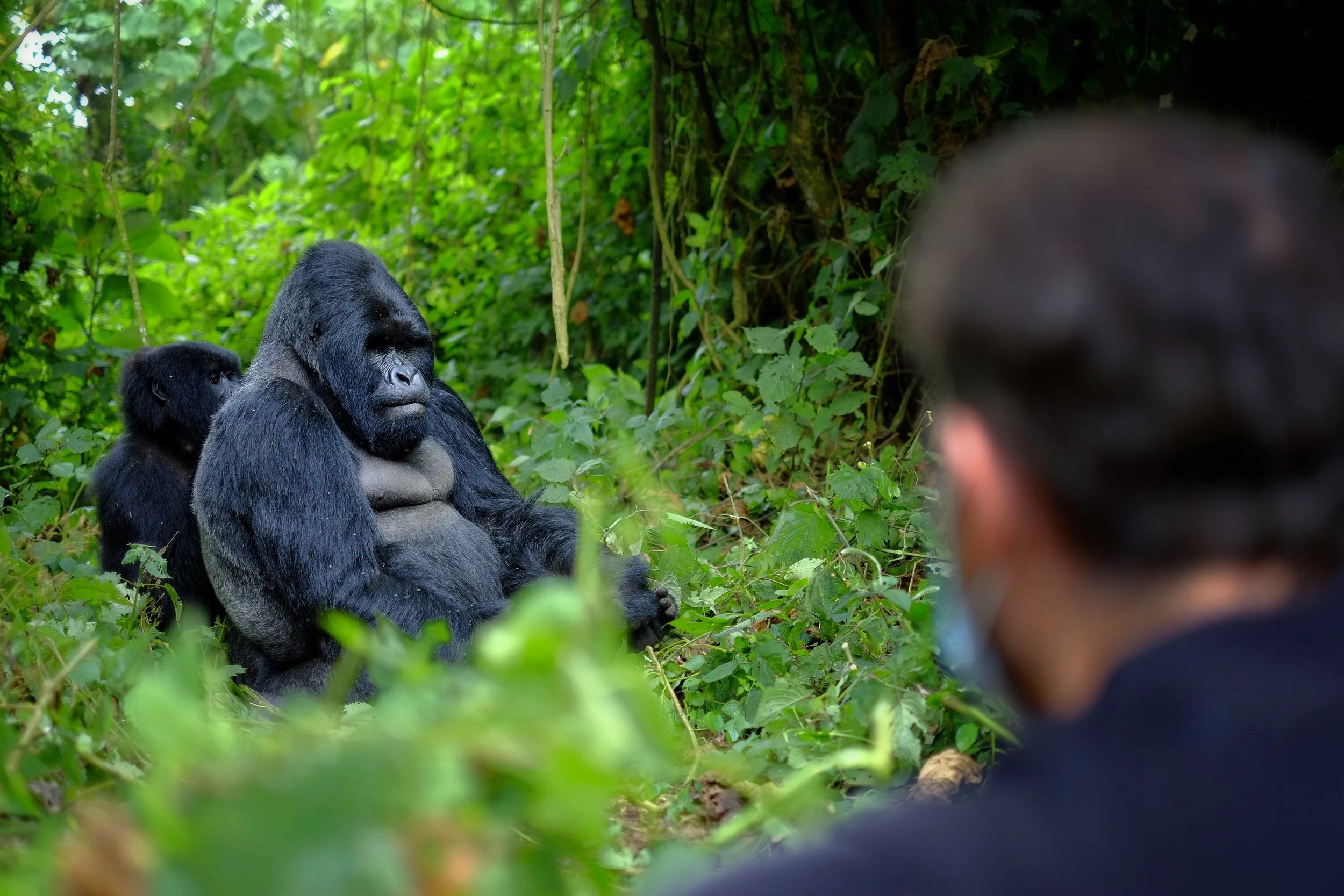 Tourist photographing wild Gorilla in Rwanda