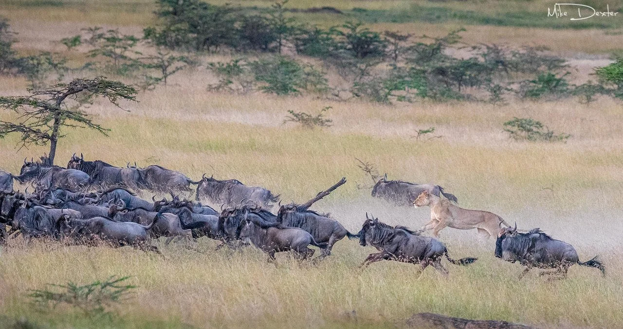 Lion Hunting Wildebeests Great Migration